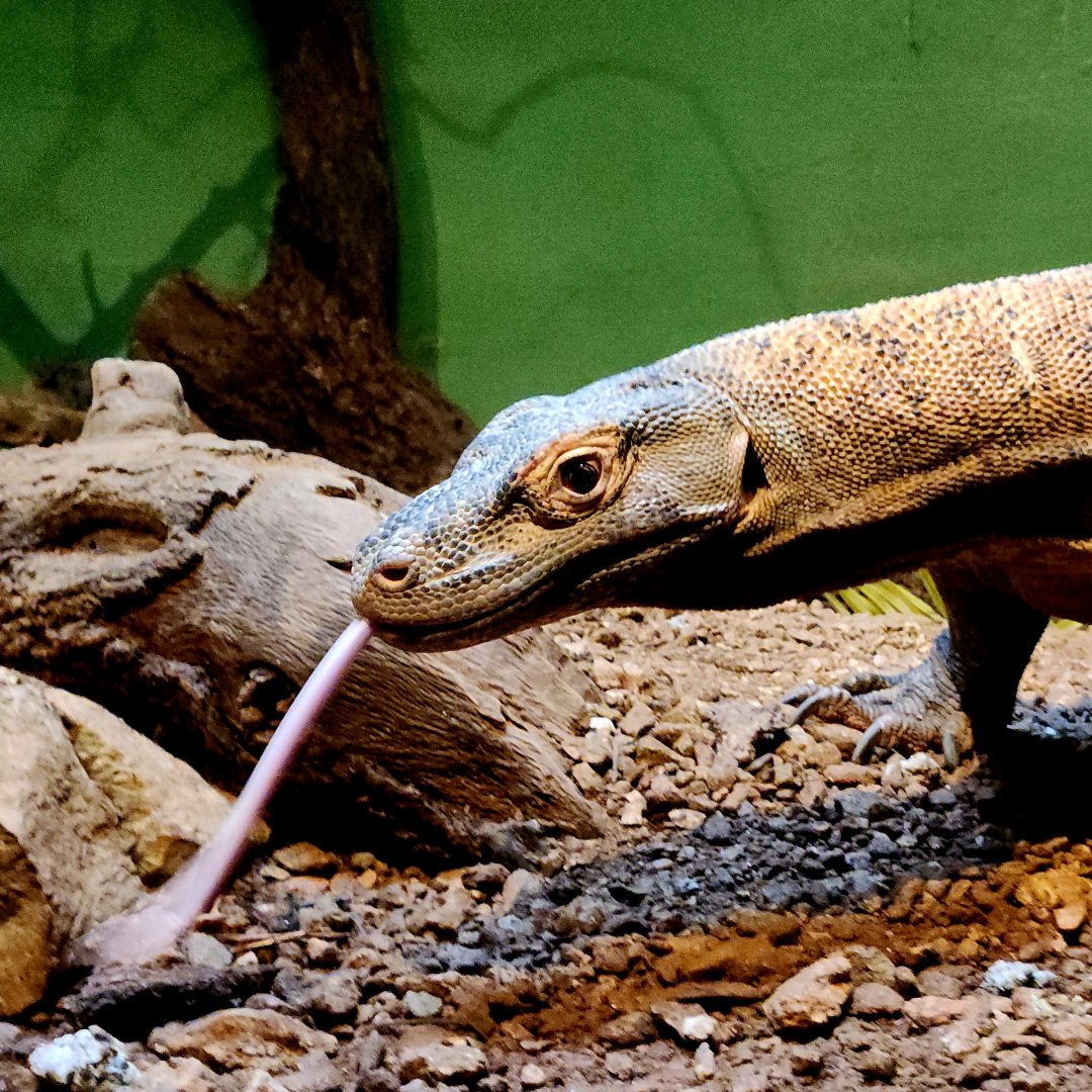 Bumi, Male Komodo Dragon (Varanus komodoensis)