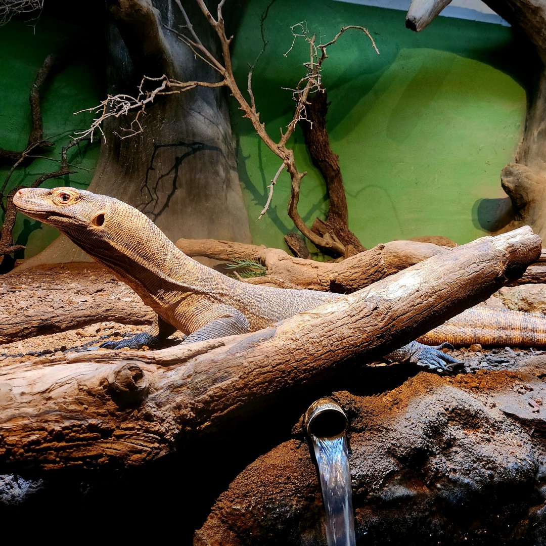 Bumi, Male Komodo Dragon (Varanus komodoensis)