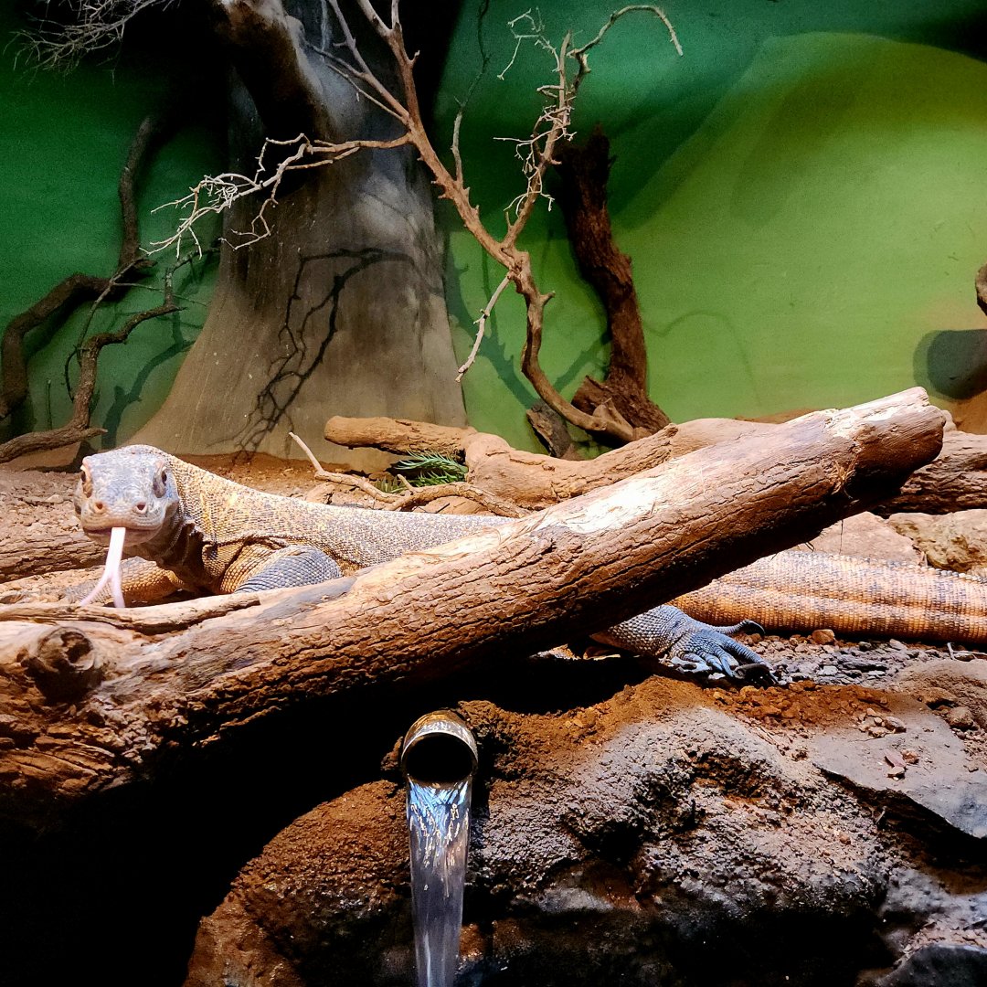 Bumi, Male Komodo Dragon (Varanus komodoensis)