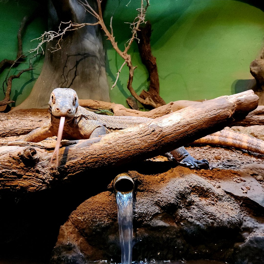 Bumi, Male Komodo Dragon (Varanus komodoensis)