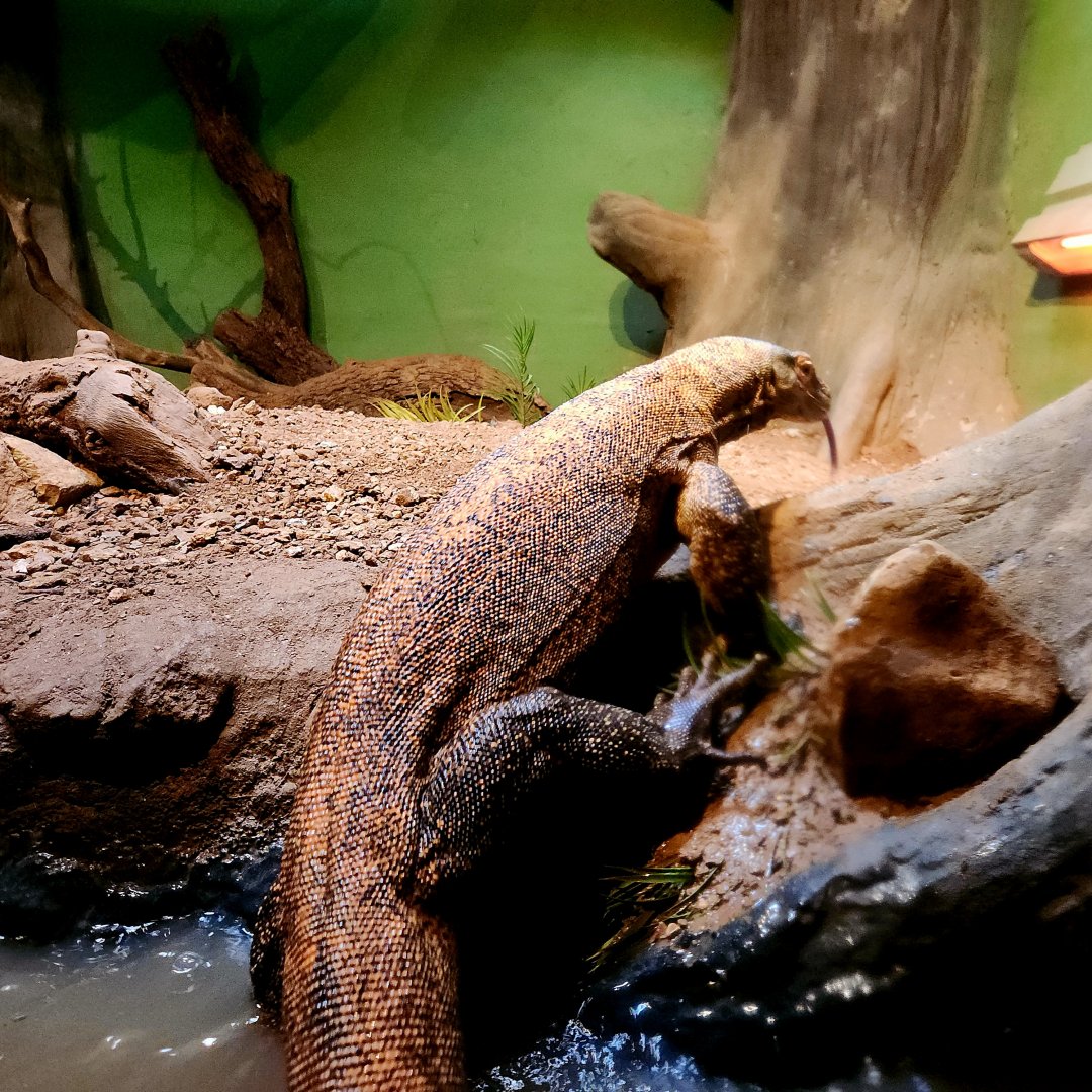 Bumi, Male Komodo Dragon (Varanus komodoensis)