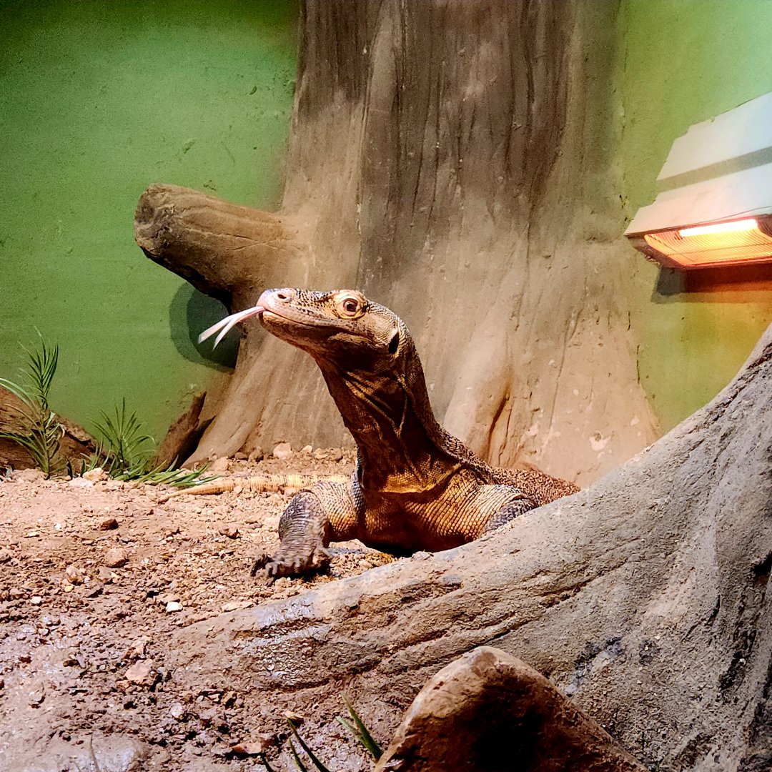 Bumi, Male Komodo Dragon (Varanus komodoensis)