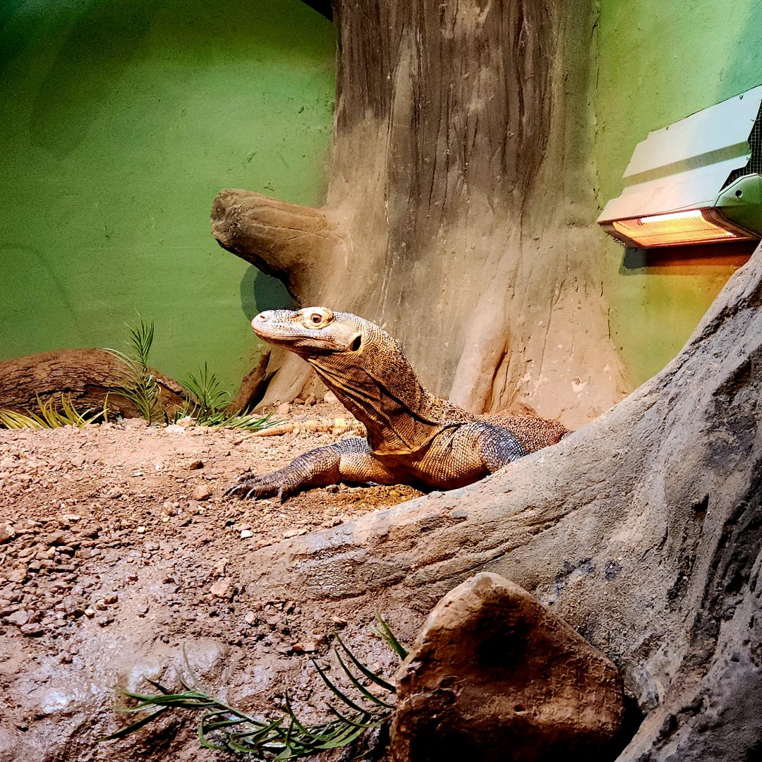 Bumi, Male Komodo Dragon (Varanus komodoensis)