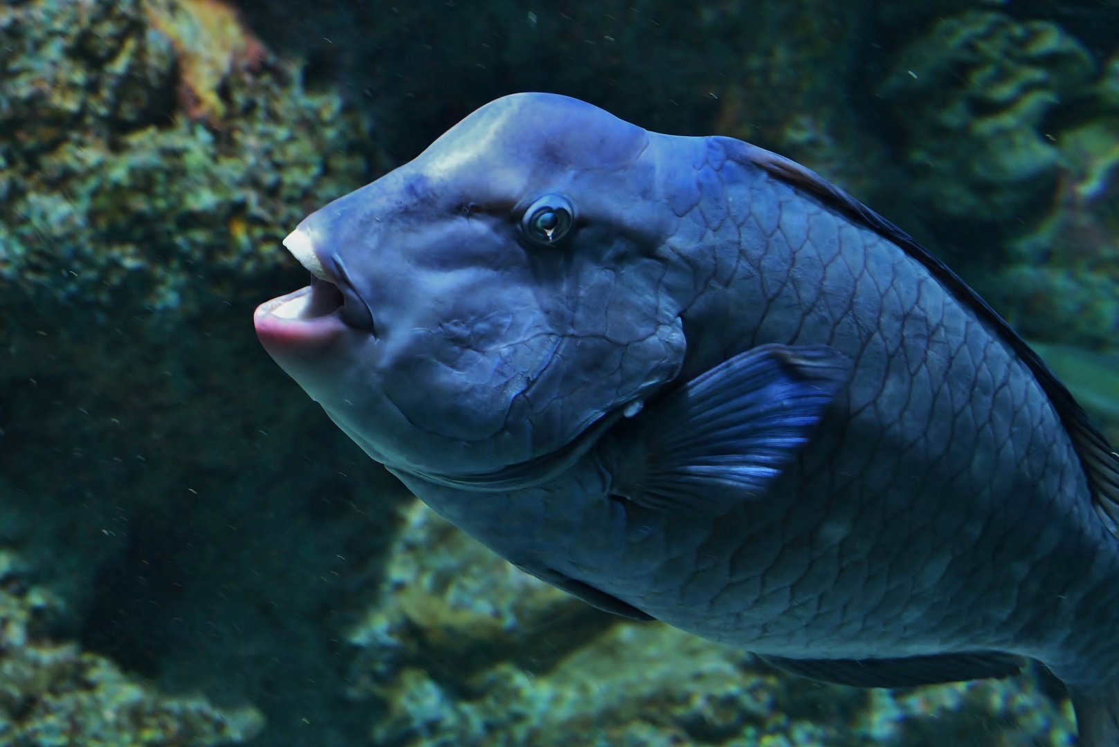 Bumphead Parrotfish (Bolbometopon muricatum)