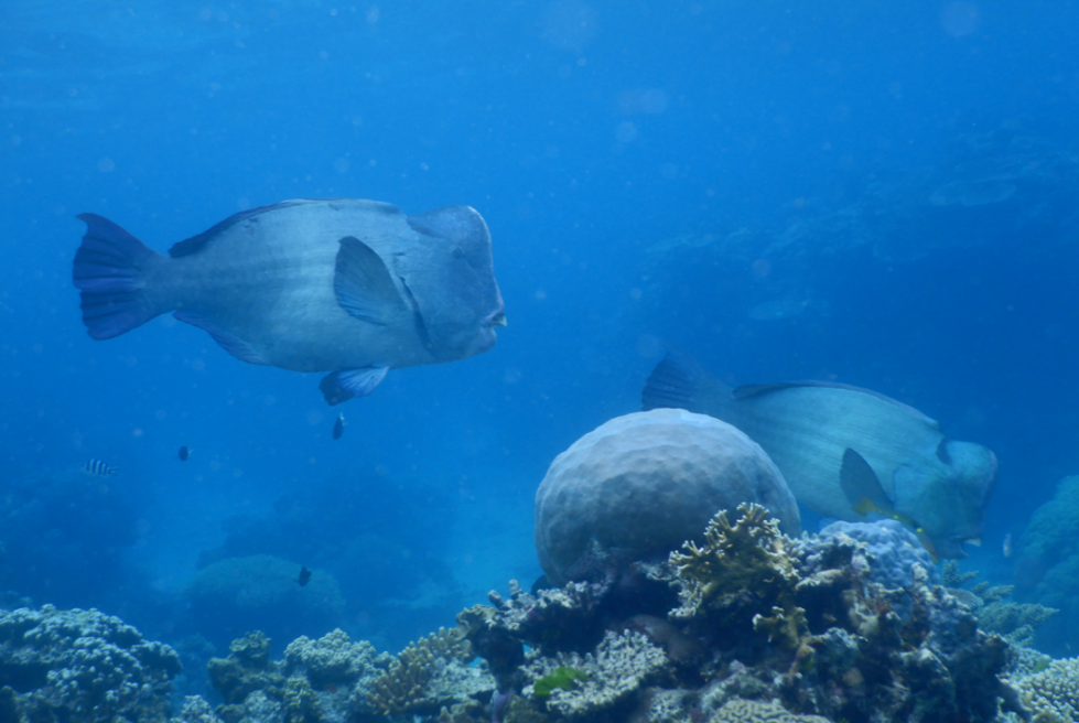Bumphead Parrotfish