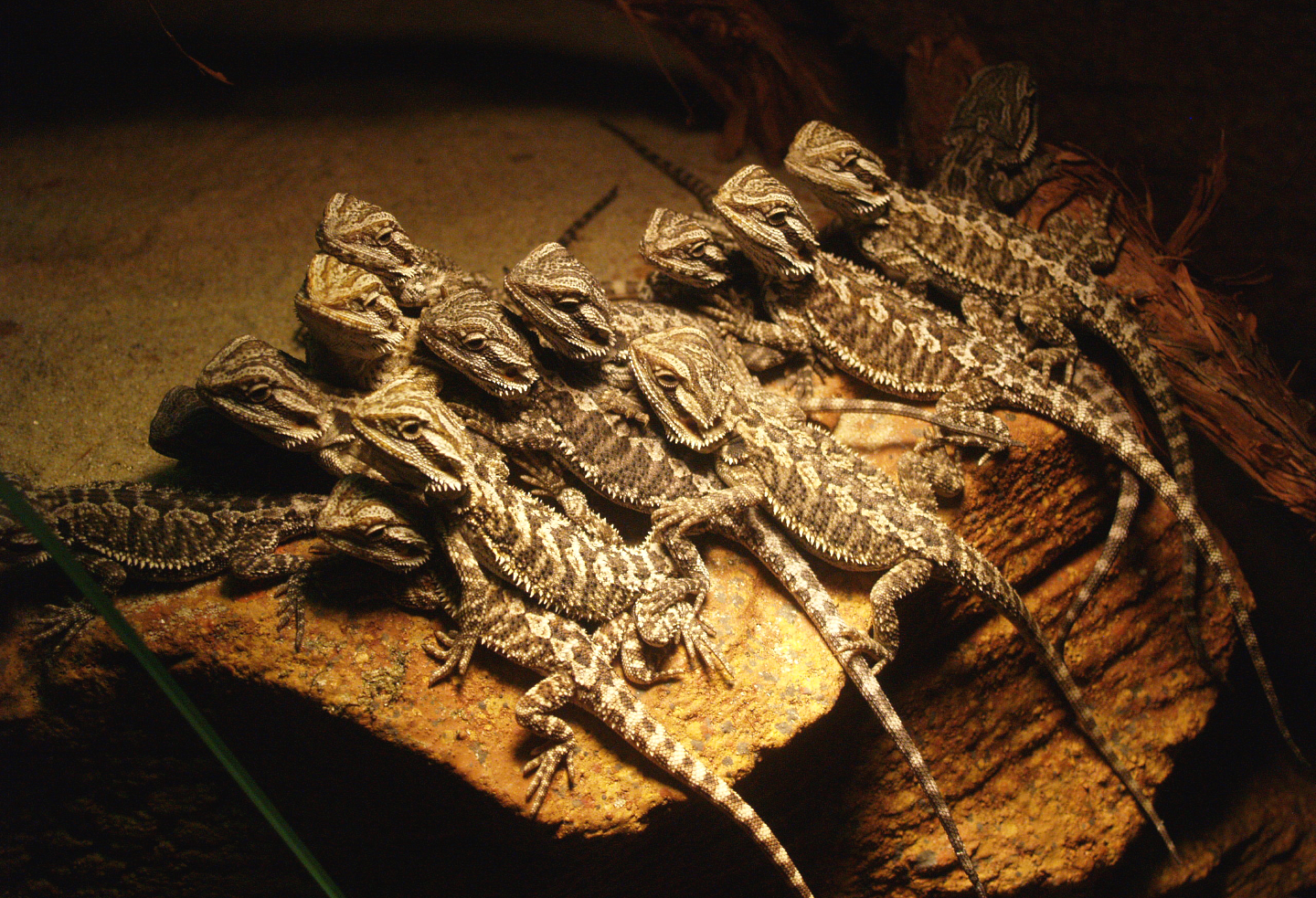 Bunch of baby Central bearded dragons (Pogona vitticeps), 2009-04-14