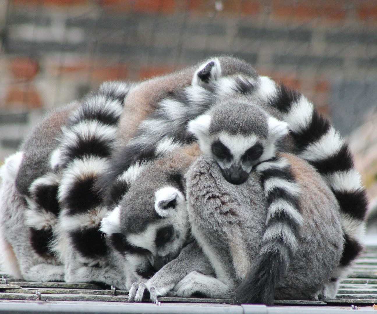 Bunch of Ring-tailed lemurs