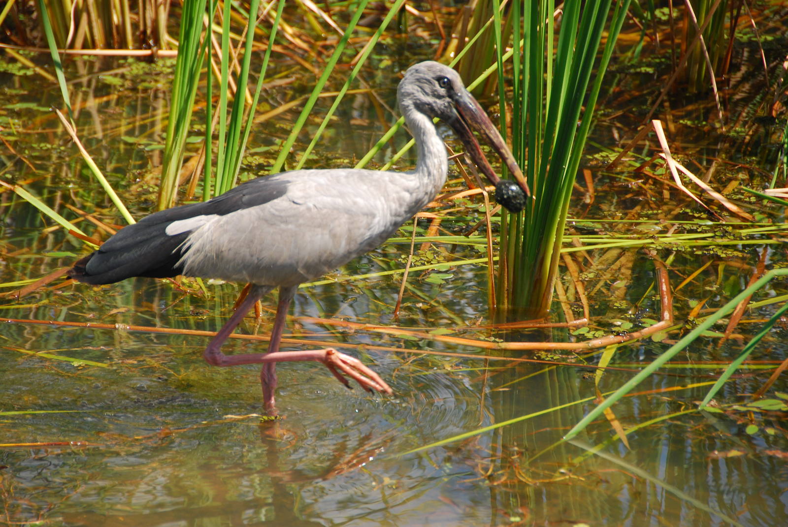 Bundala National Park-Asian open-billed stork eating snail