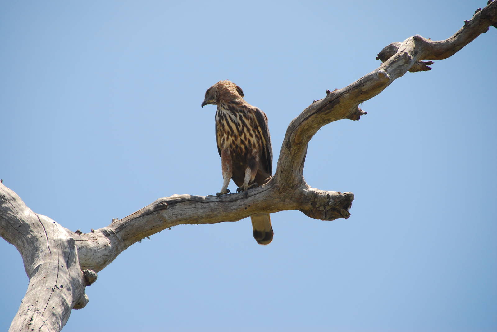 Bundala National Park-Eagle