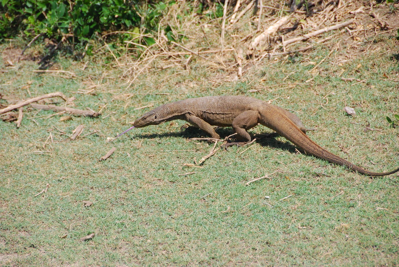 Bundala National Park-Land Monitor