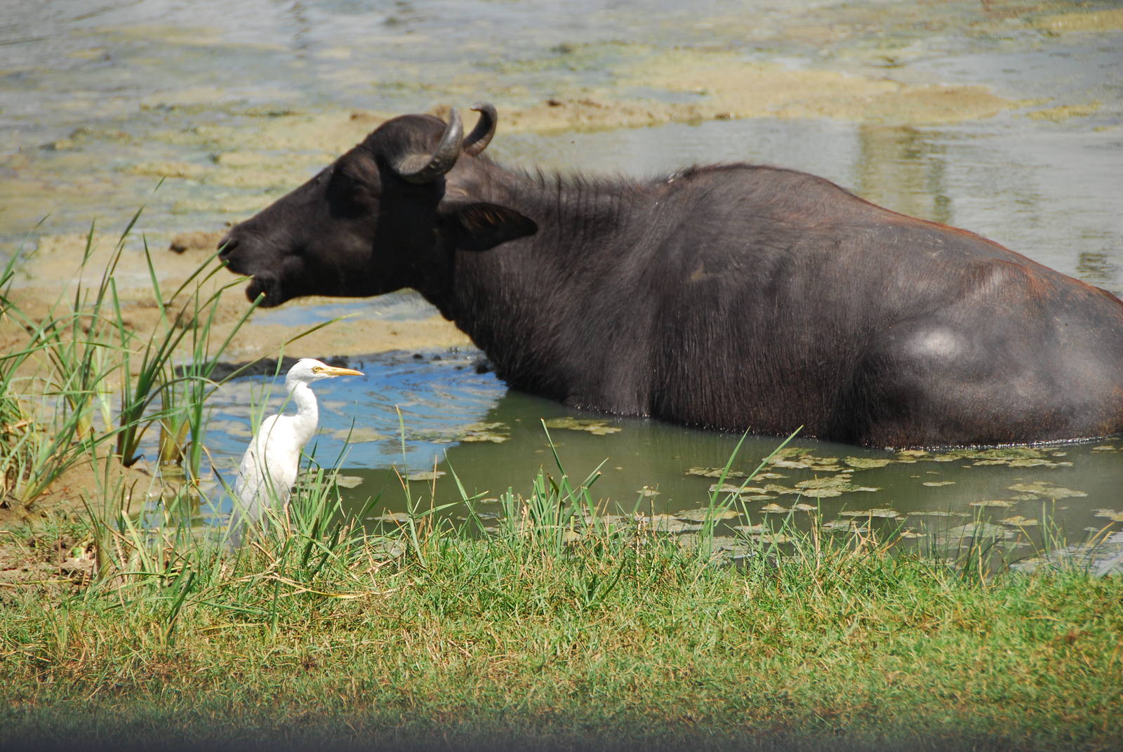 Bundala National Park-Water Buffalo and Egret