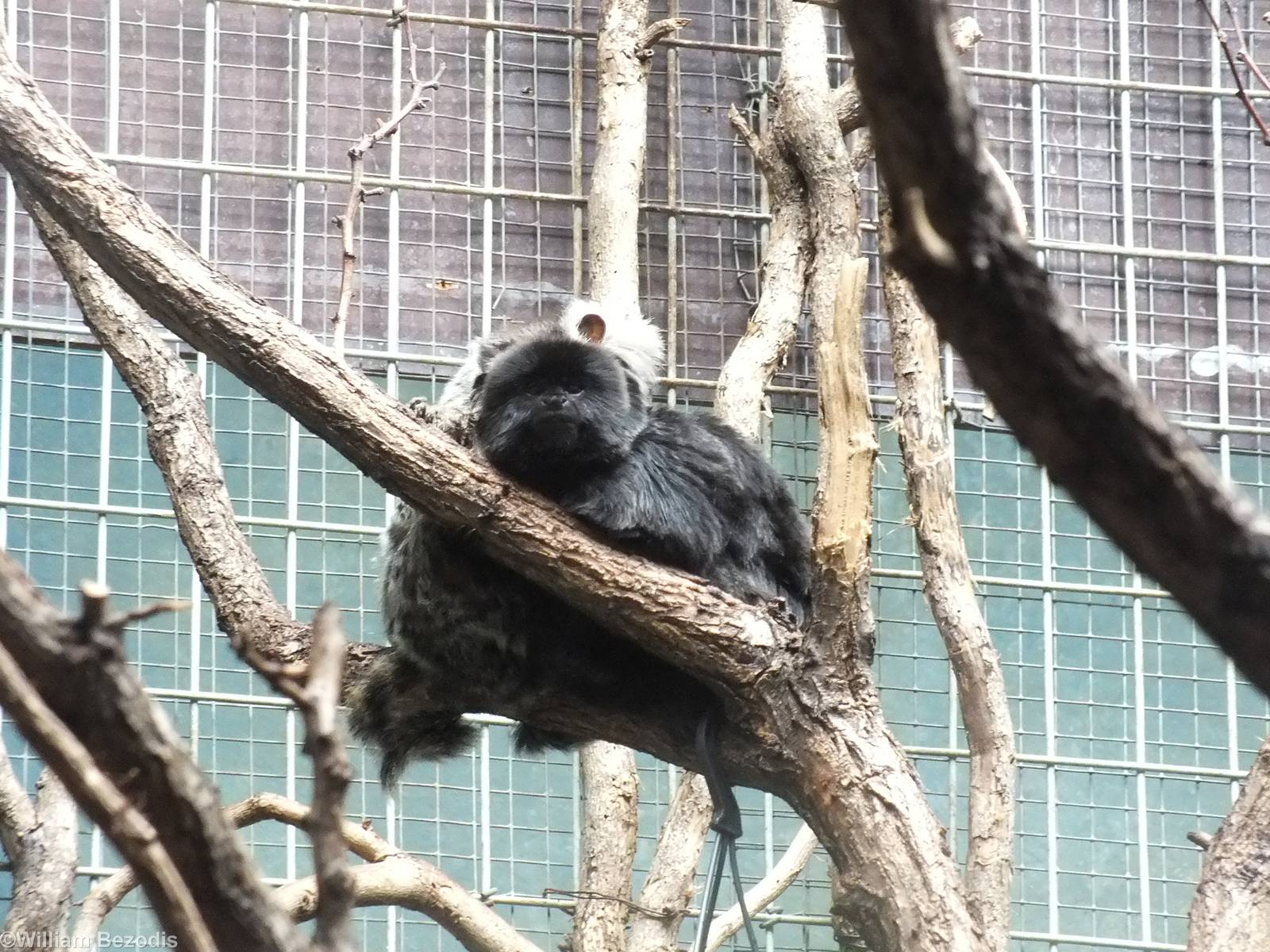 Bundle of Small Primates