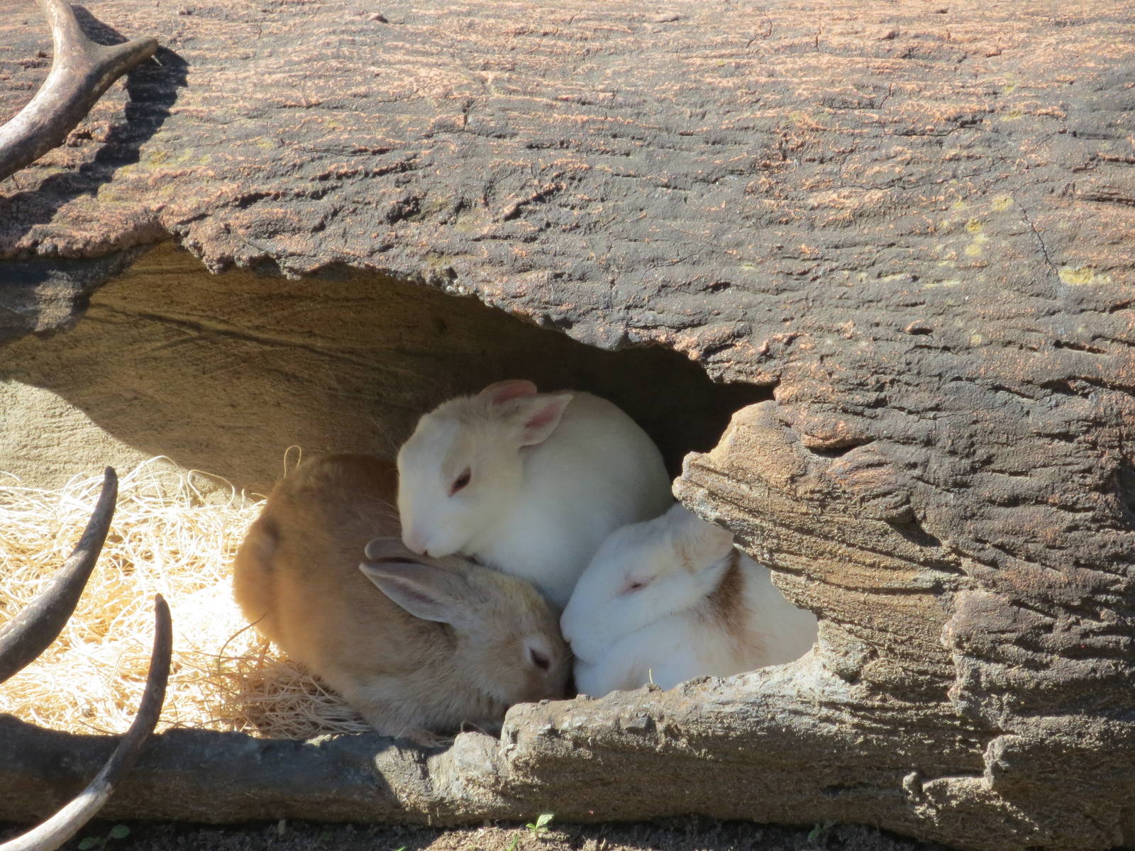 Bunnies in the Discovery Zone