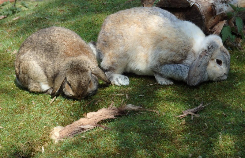 Bunnies! (May 2nd, 2015)