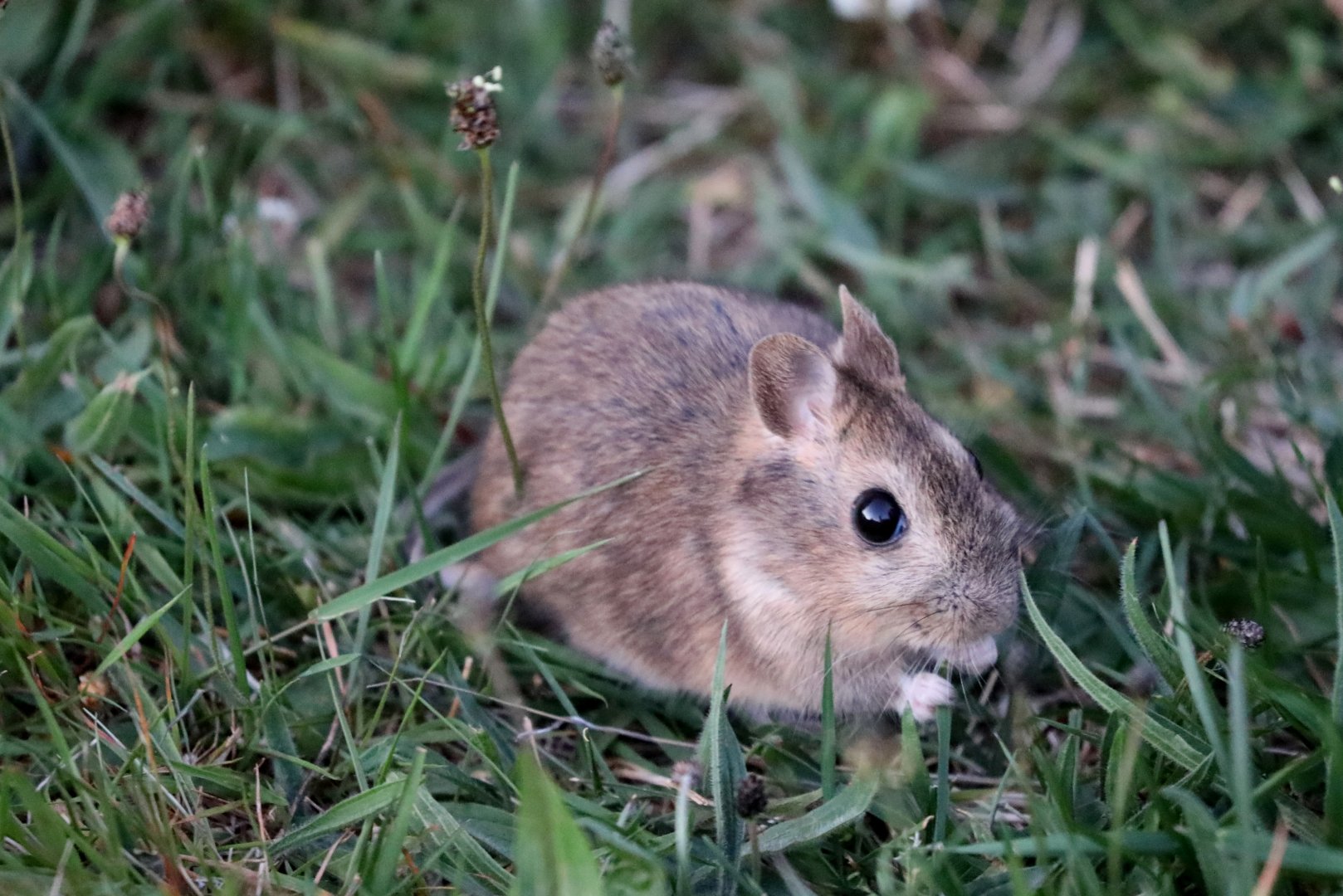 bunny rat (Reithrodon auritus)