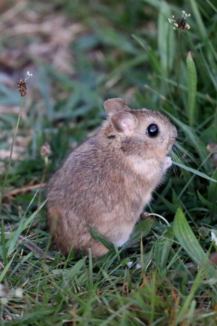 bunny rat (Reithrodon auritus)
