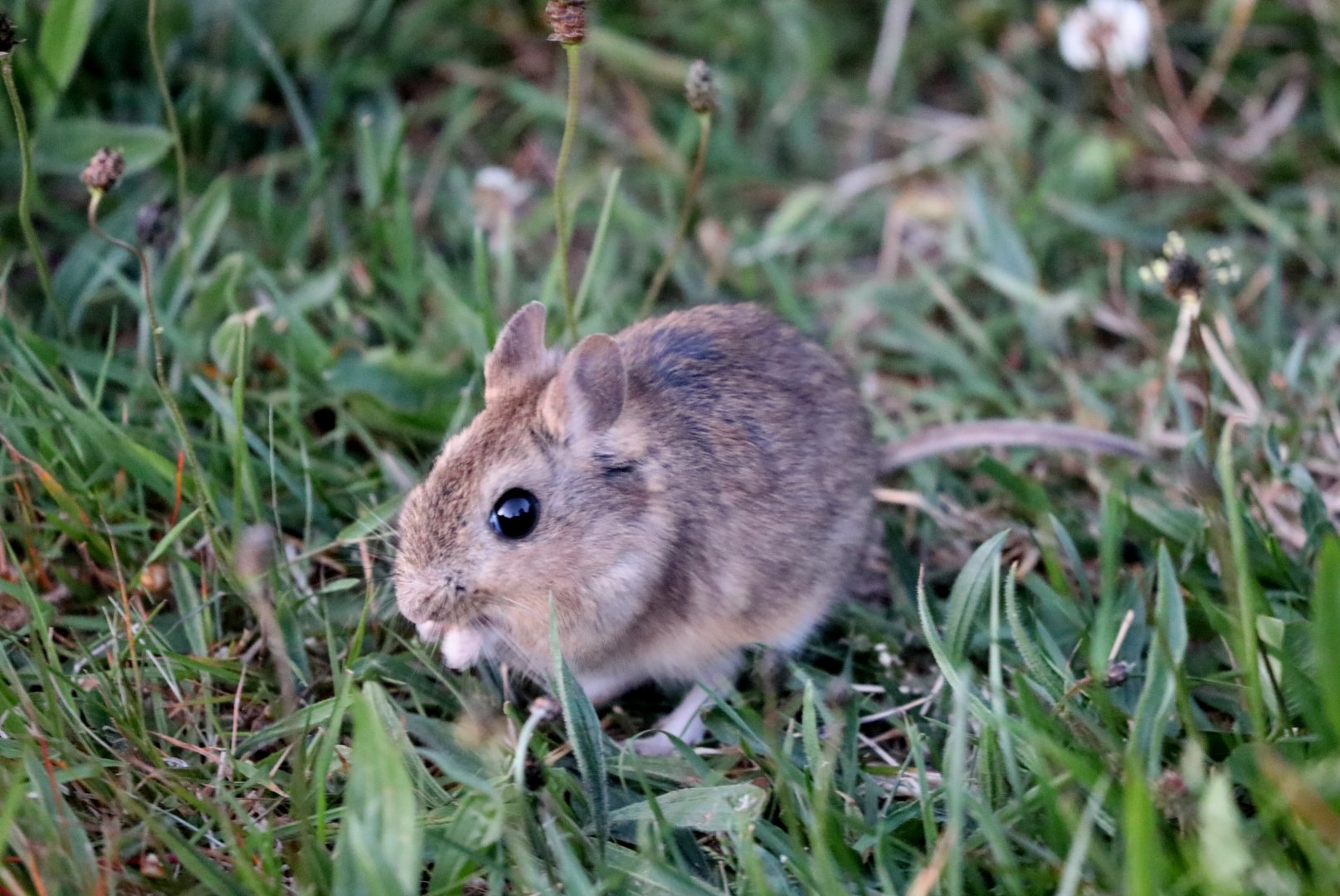 bunny rat (Reithrodon auritus)