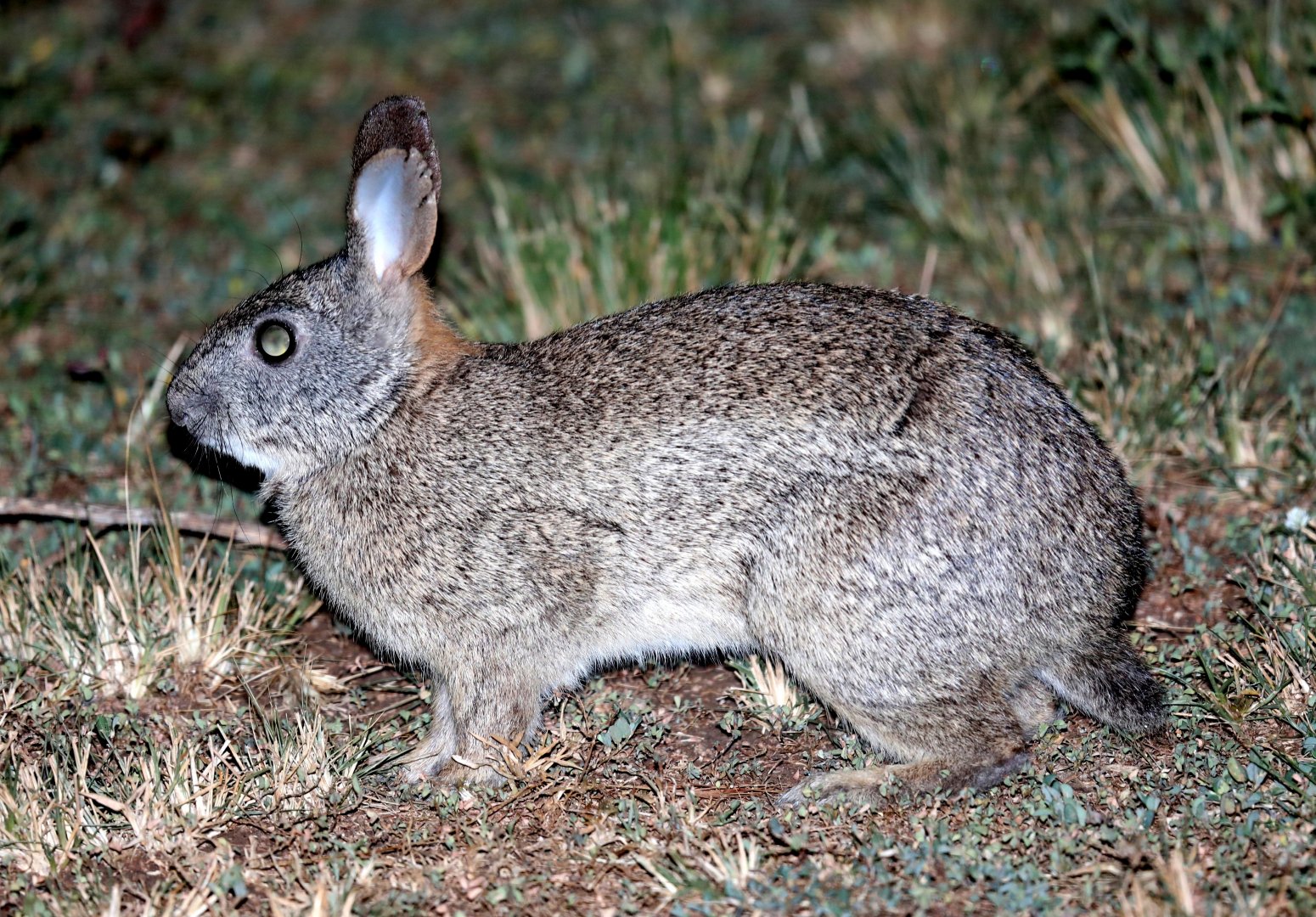 Bunyoro rabbit or Central African rabbit (Poelagus marjorita)
