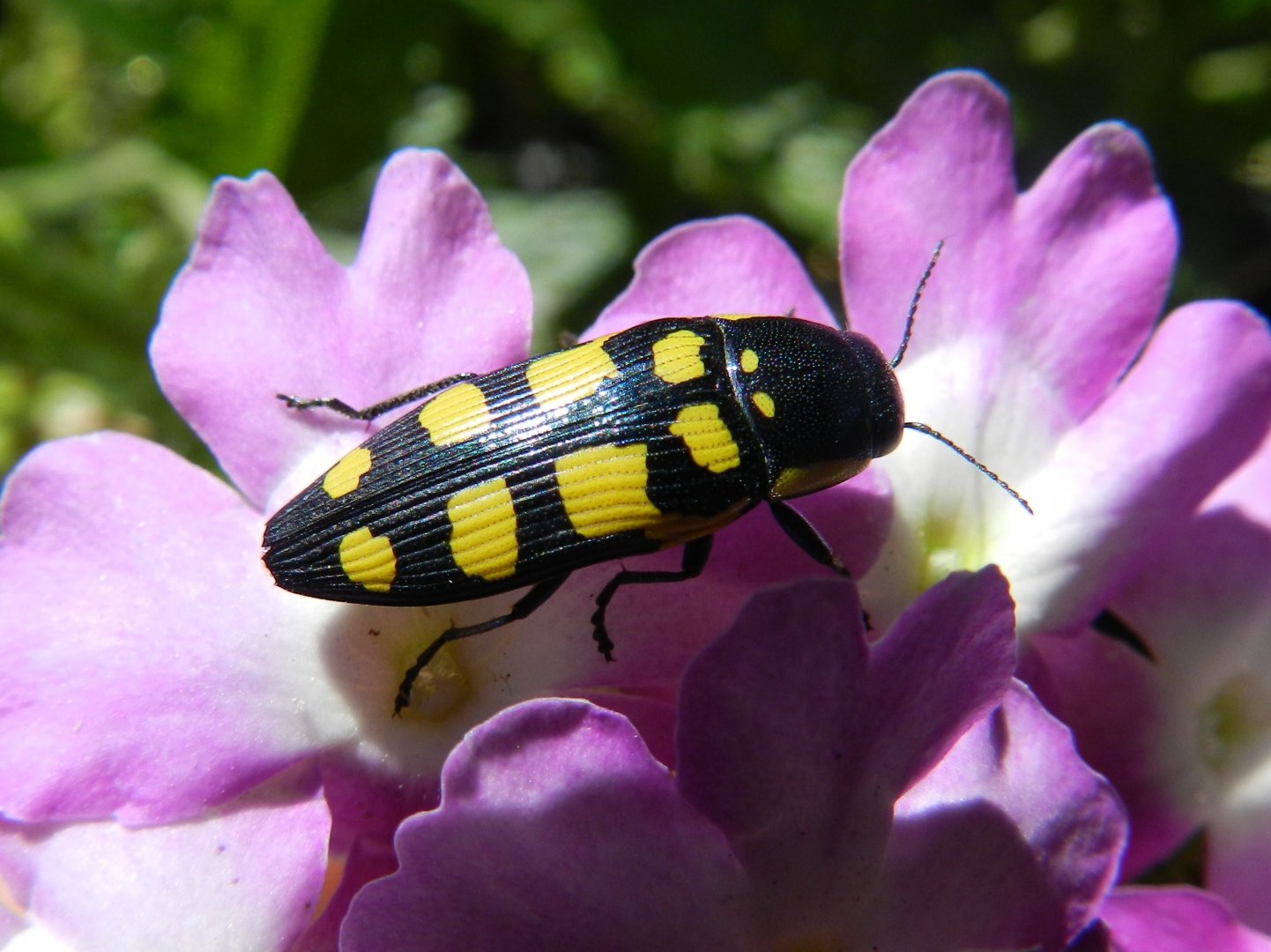 Bupretis octoguttata