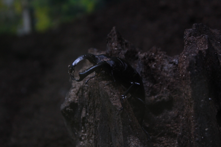 Buquett's stag beetle (Hexarthrius buquettii) - Aviary Park