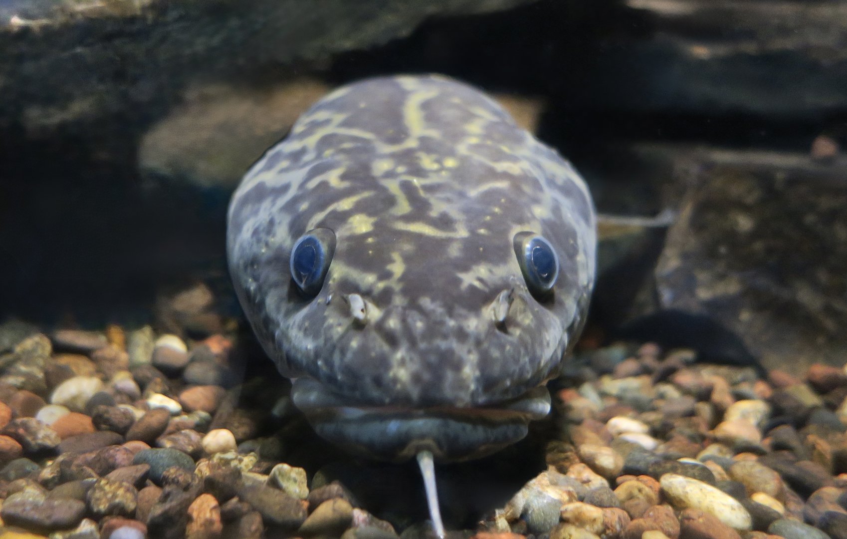 Burbot (Lota lota) - Cold Spring Harbor Fish Hatchery & Aquarium