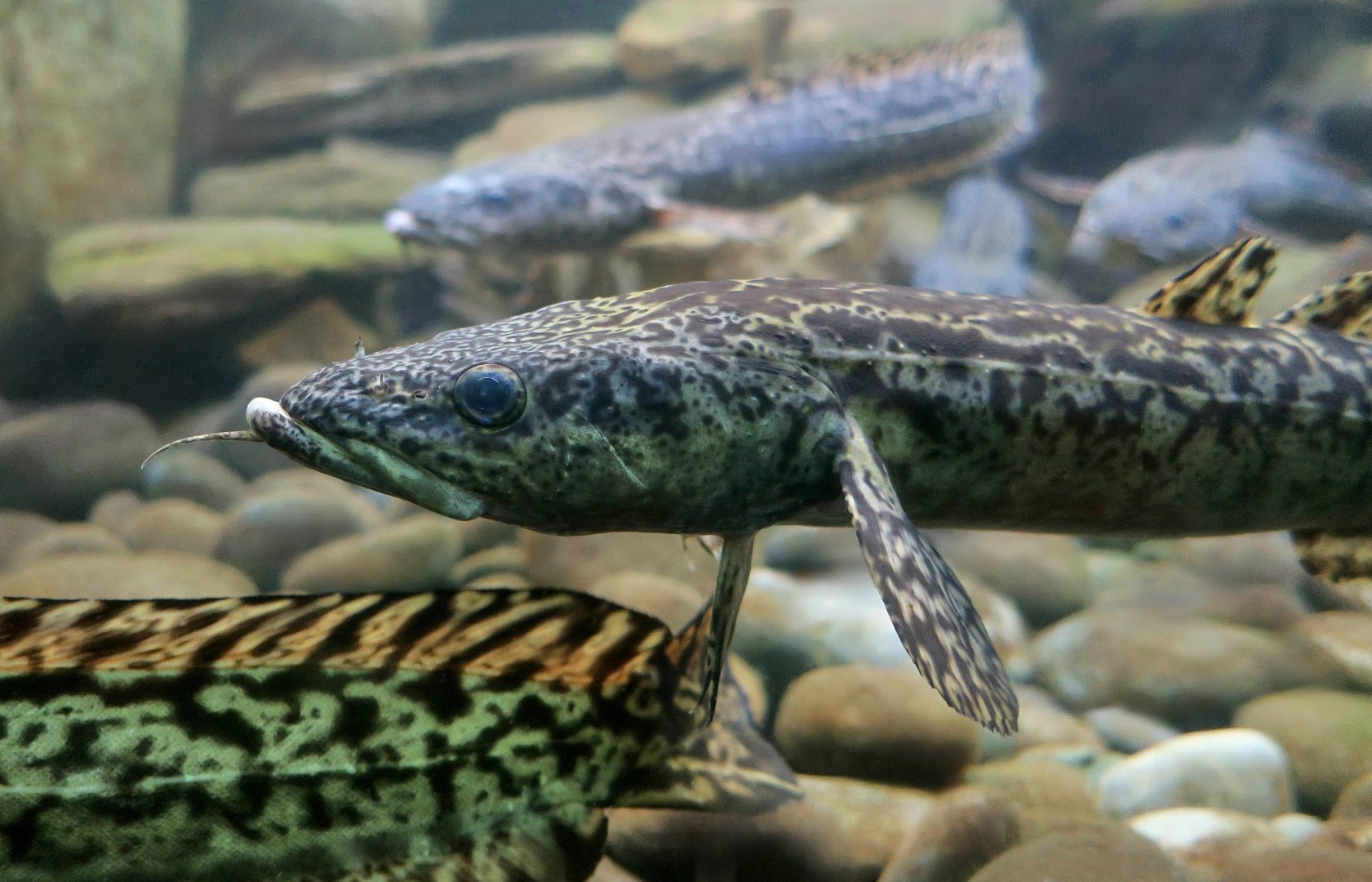 Burbot (Lota lota)