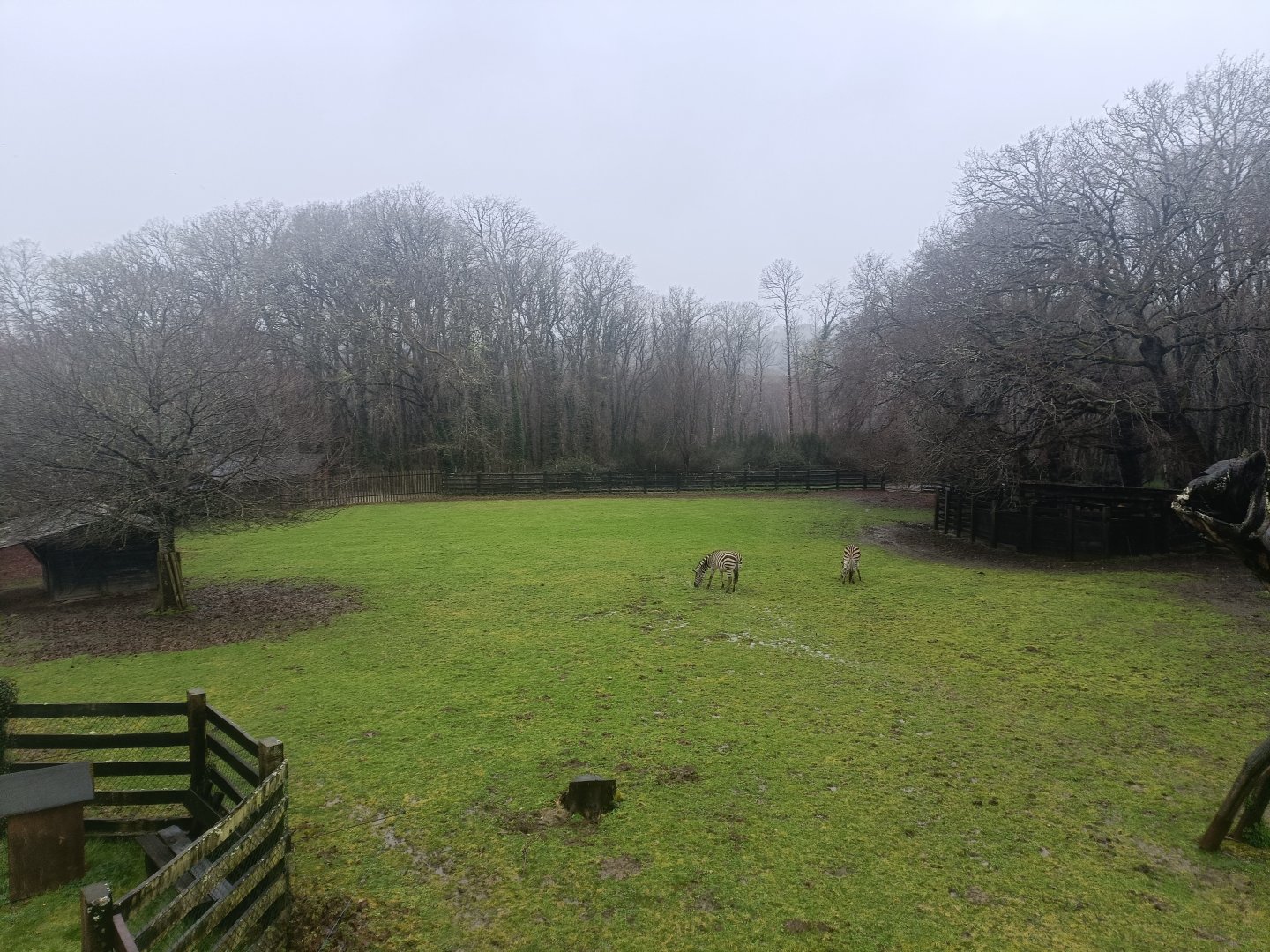 Burchell´s zebra -Marcelle Naturaleza