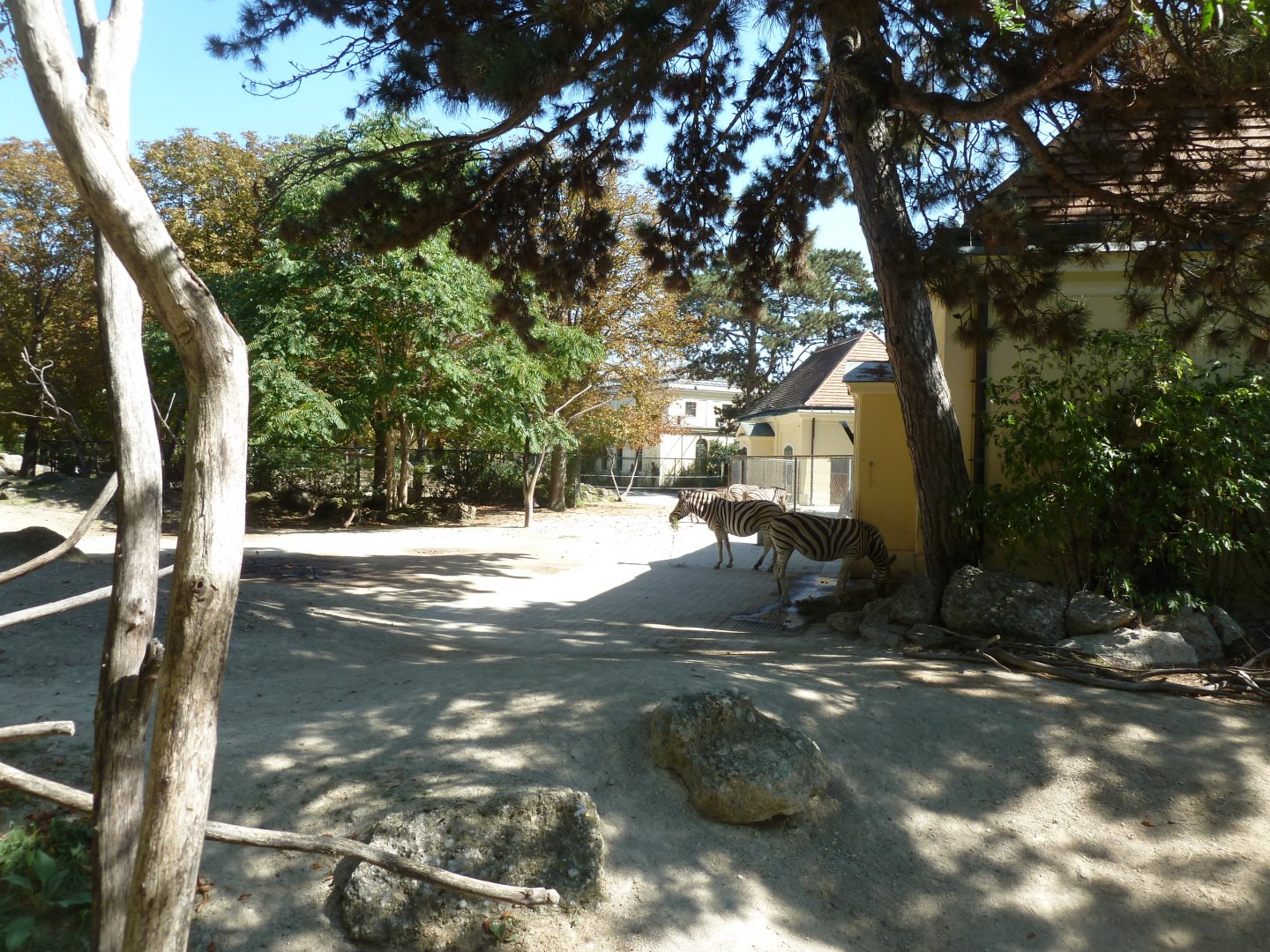 Burchell zebra (Equis quagga burchelli)