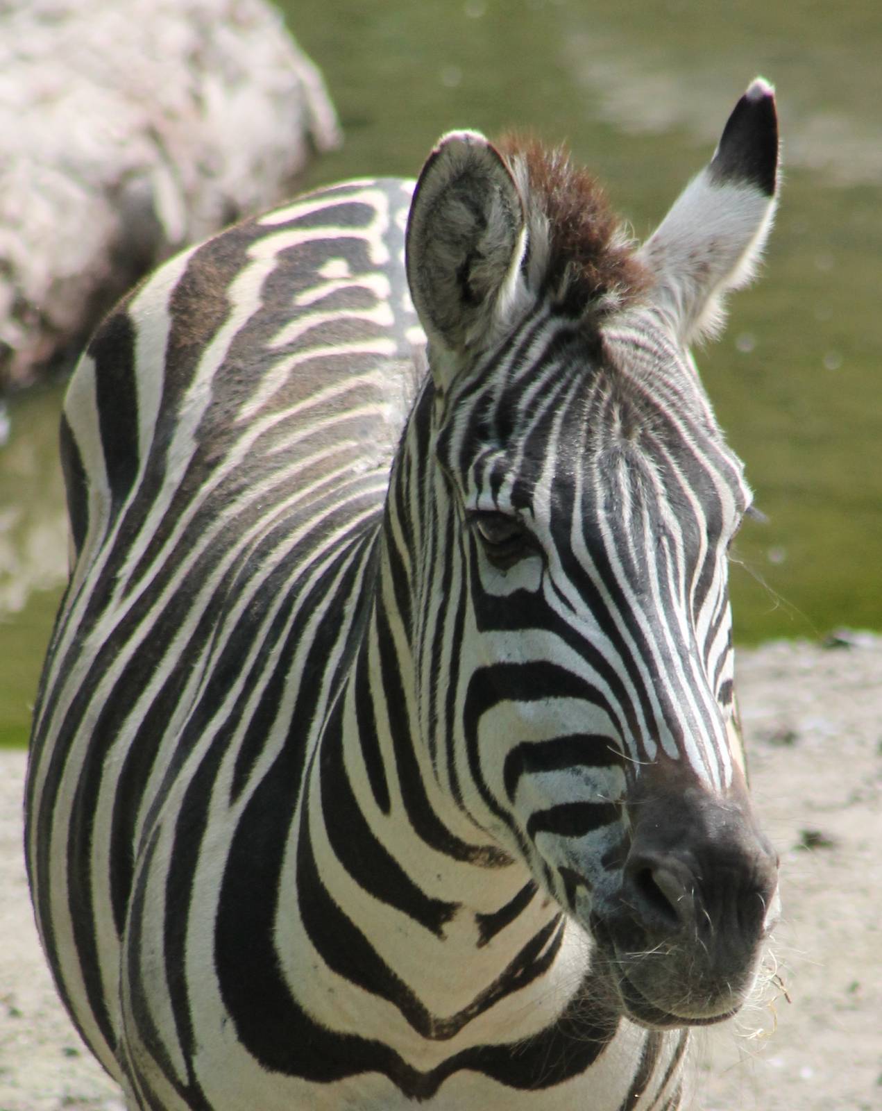 Burchell zebra