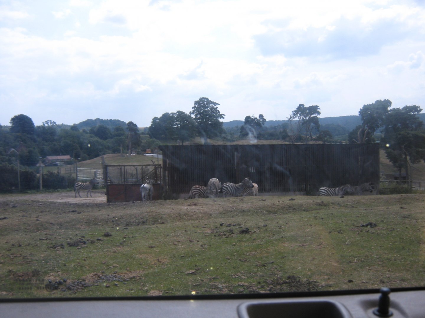 Burchells and Grevy's Zebras
