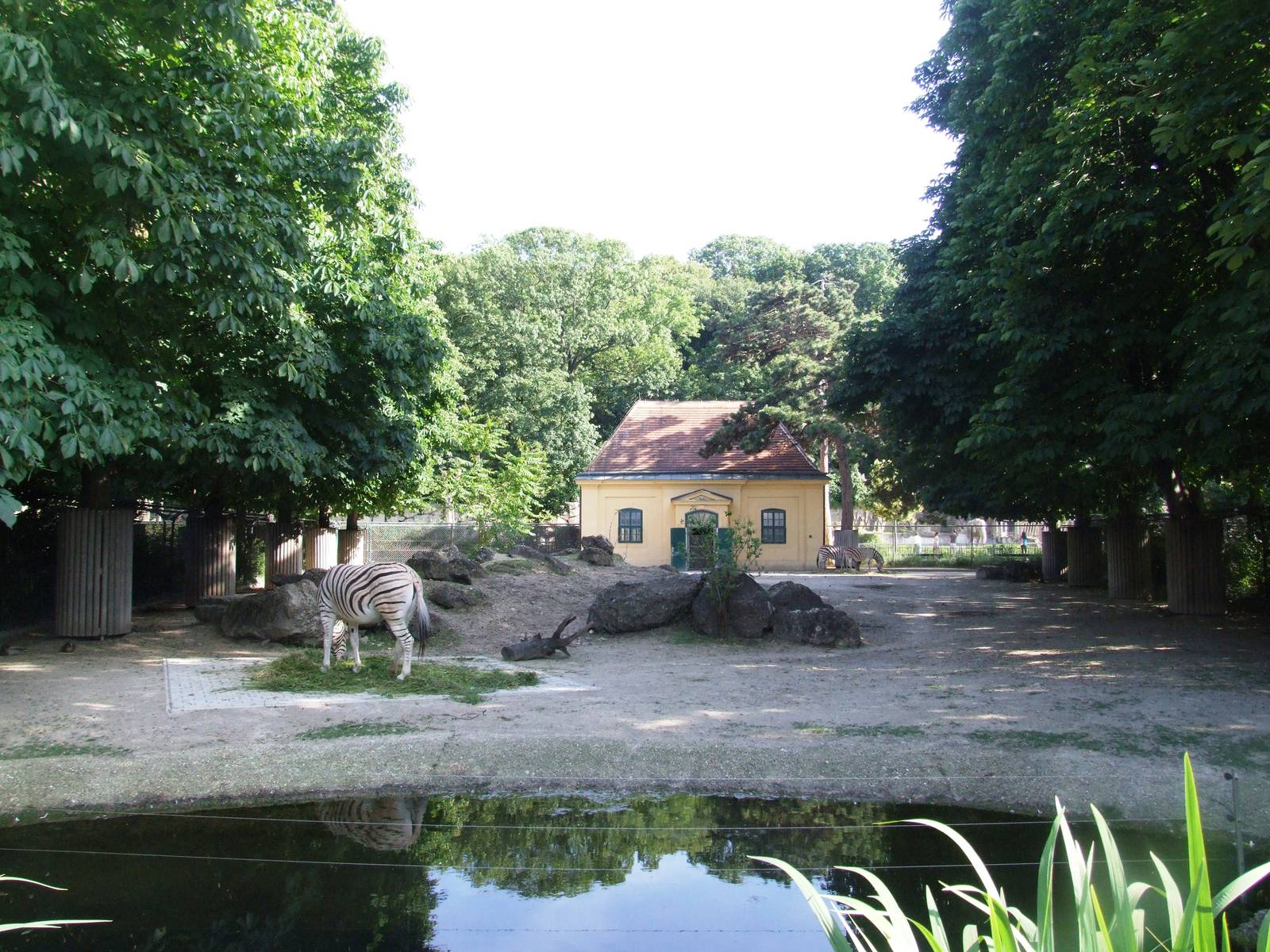 Burchell's (Damara) Zebra Paddock at Vienna, 14/06/13