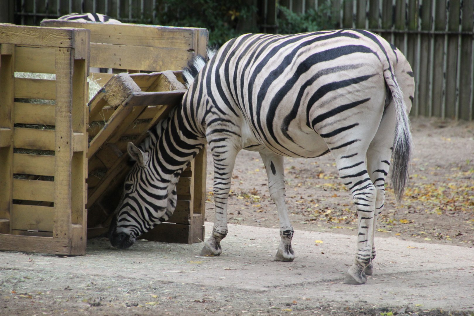 Burchell's or Chapman's zebra?