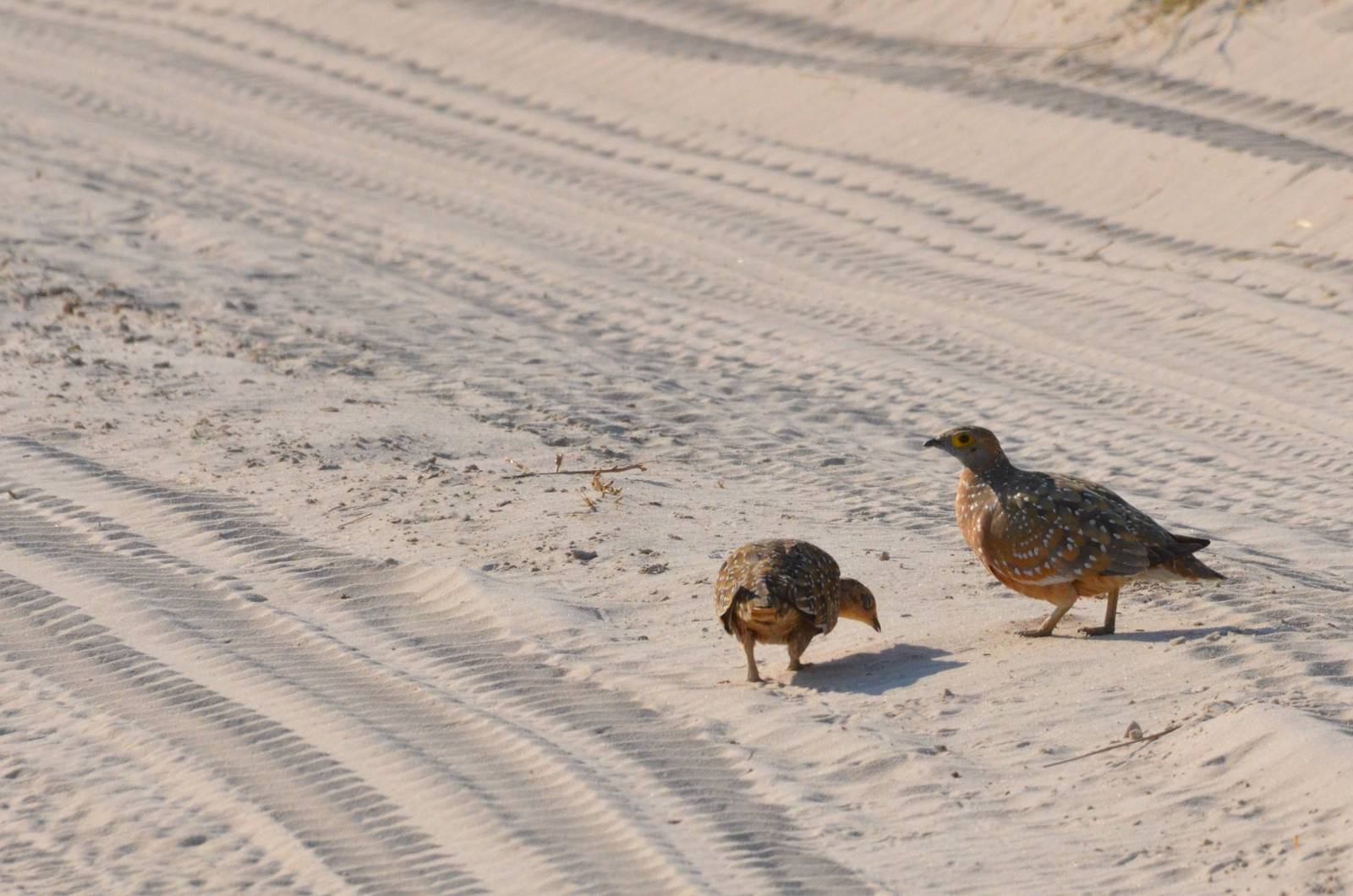 Burchell's Sandgrouse, Moremi Game Reserve, Botswana, 27/04/16