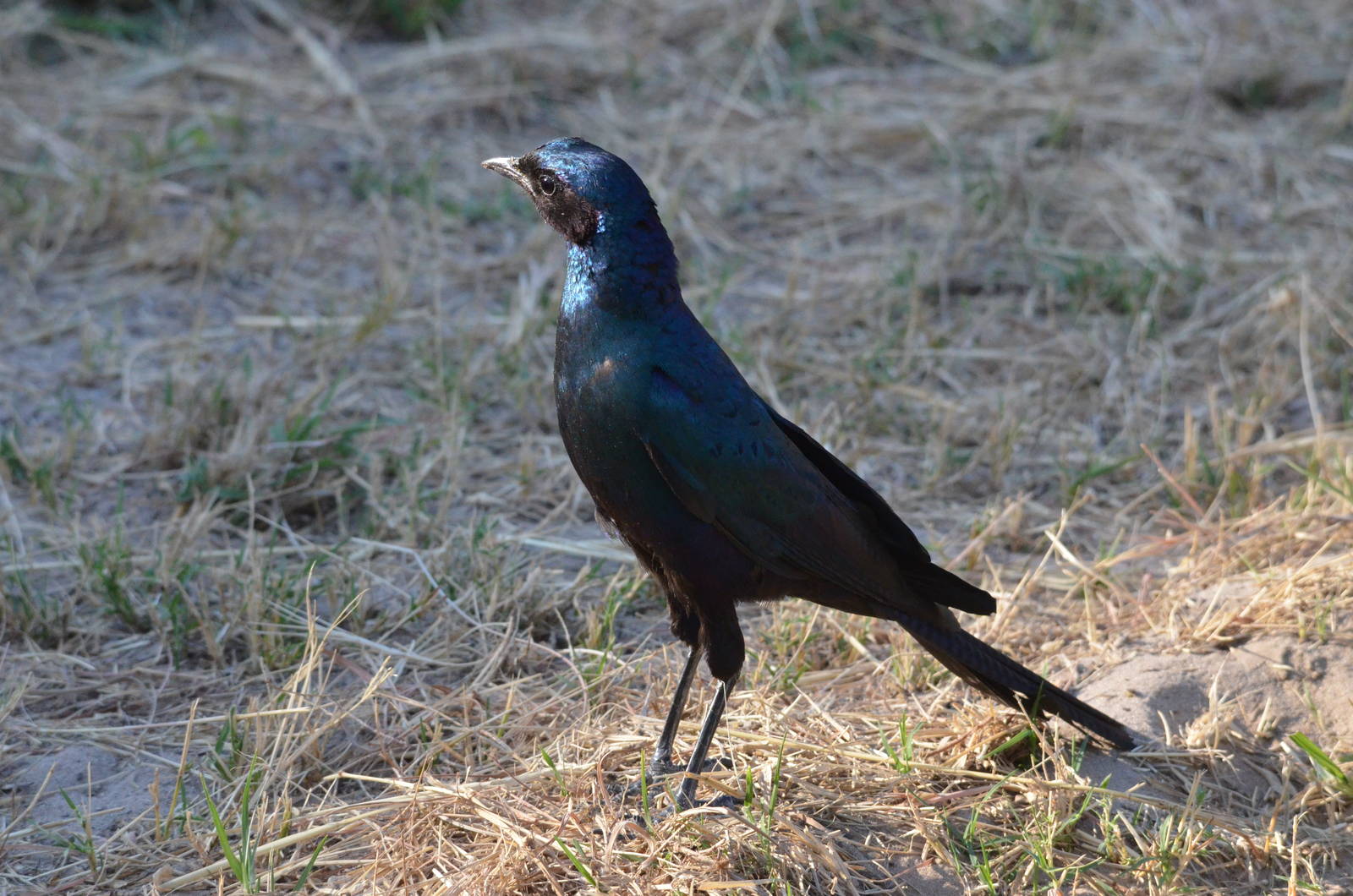Burchell's Starling, Moremi Game Reserve, Botswana, 26/04/16