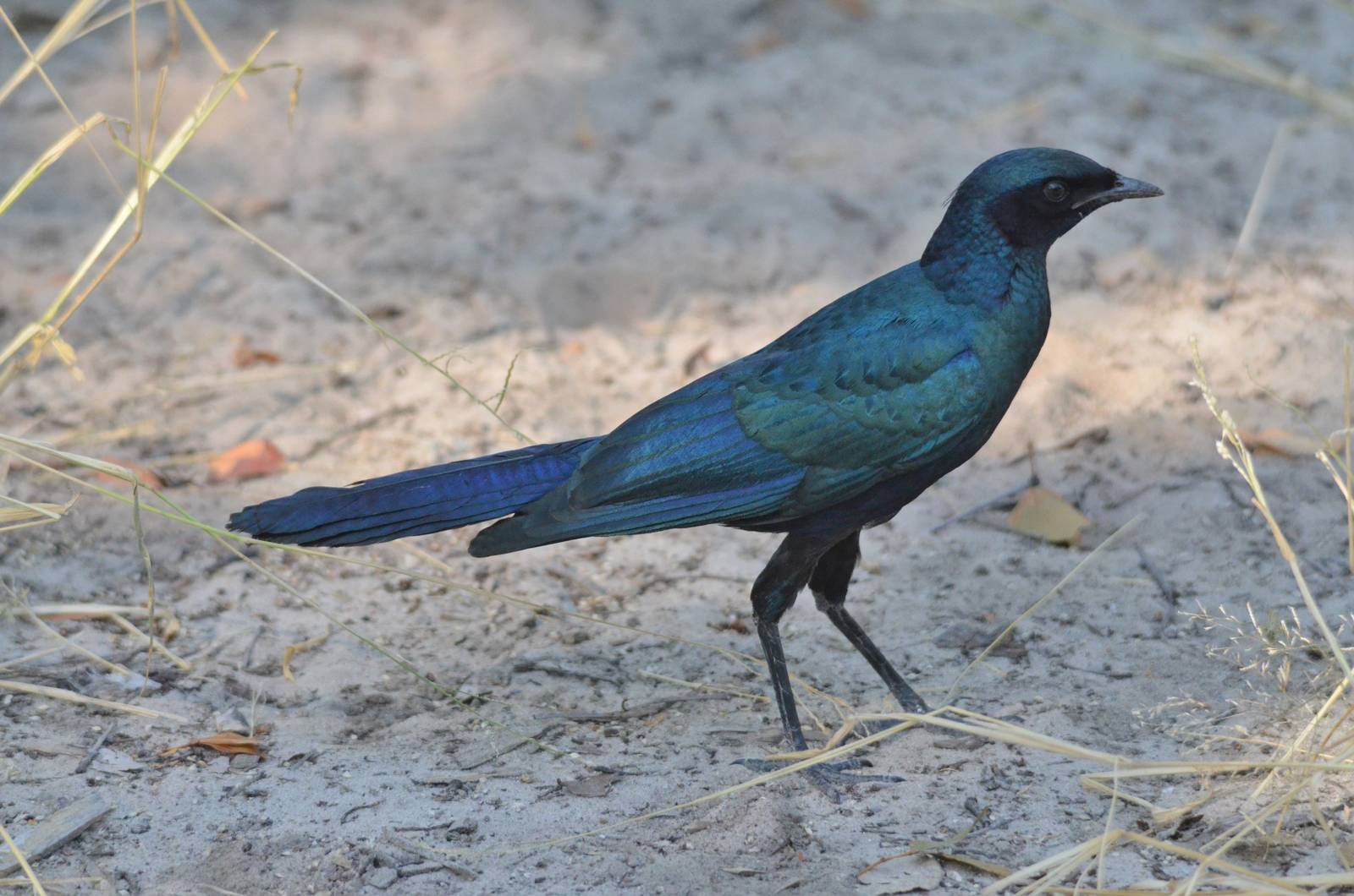 Burchell's Starling, Moremi Game Reserve, Botswana, 30/04/16