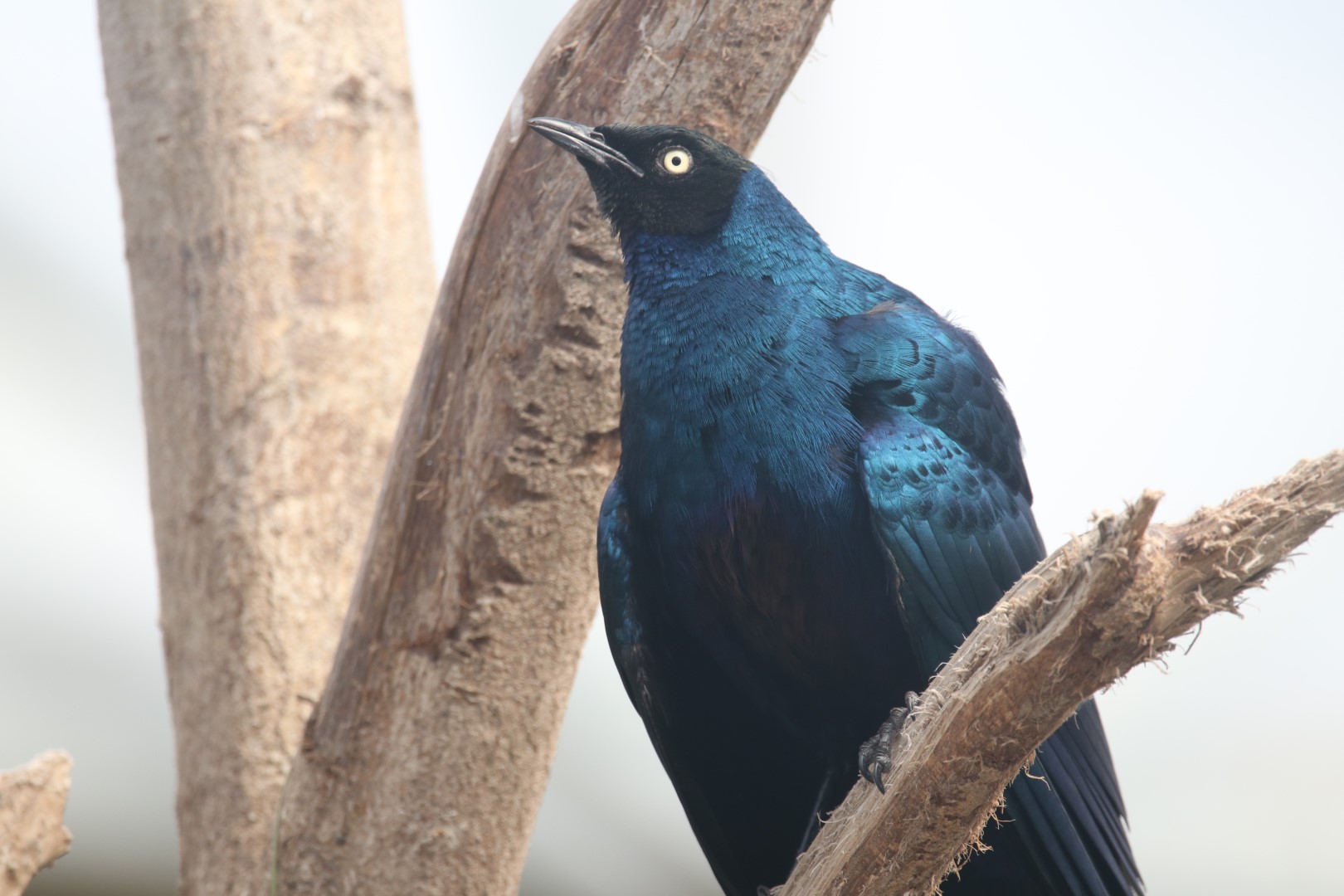 Burchell's starling