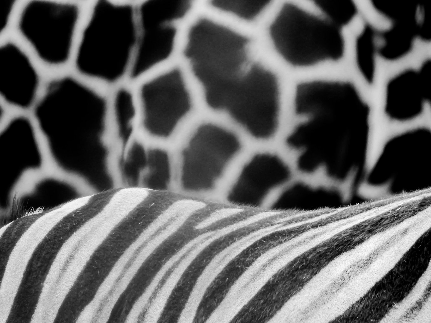 Burchell's Zebra and Giraffe patterns- 18th September 2025