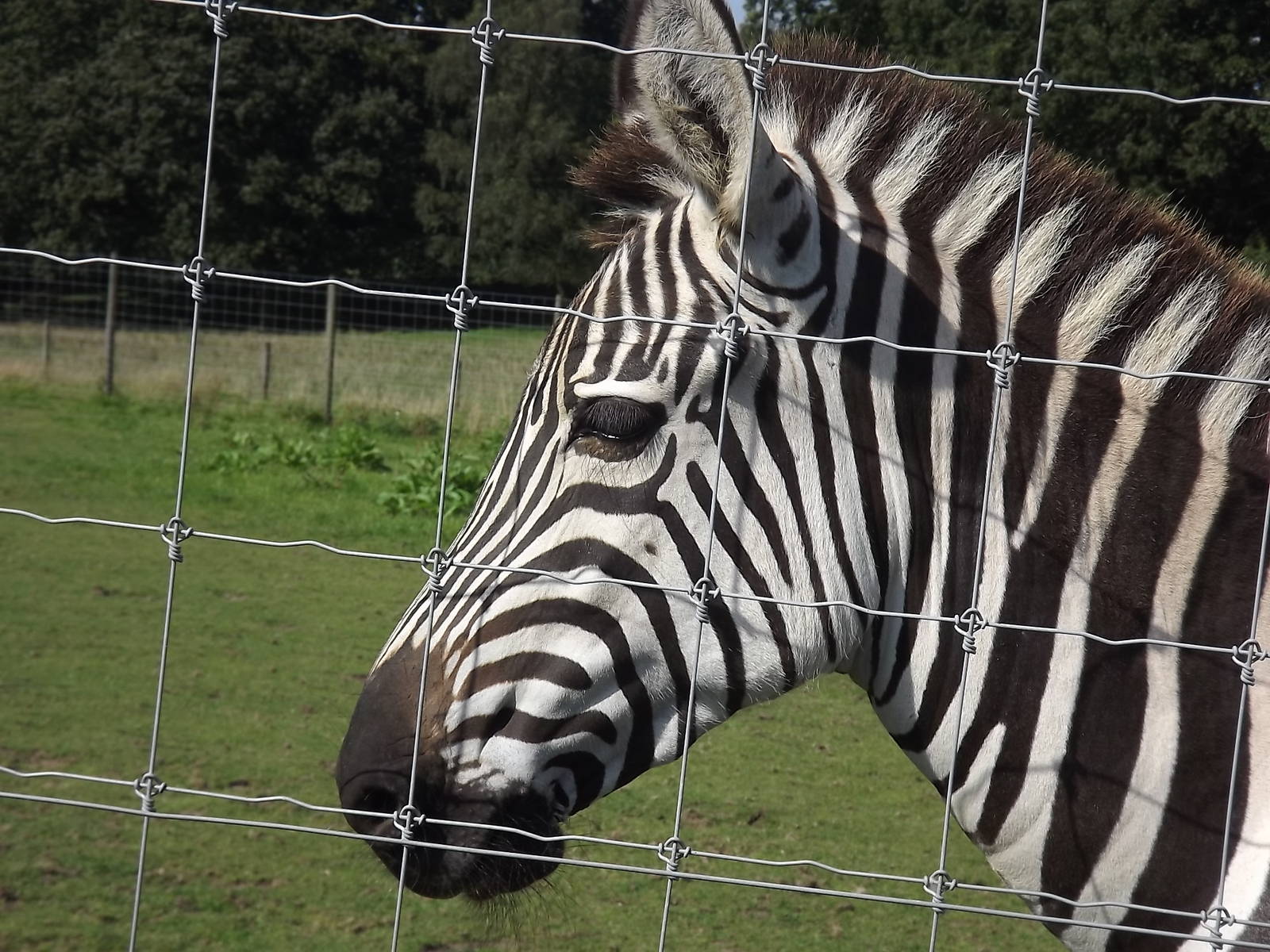 Burchell's Zebra at Knowsley Safari Park 08/09/12