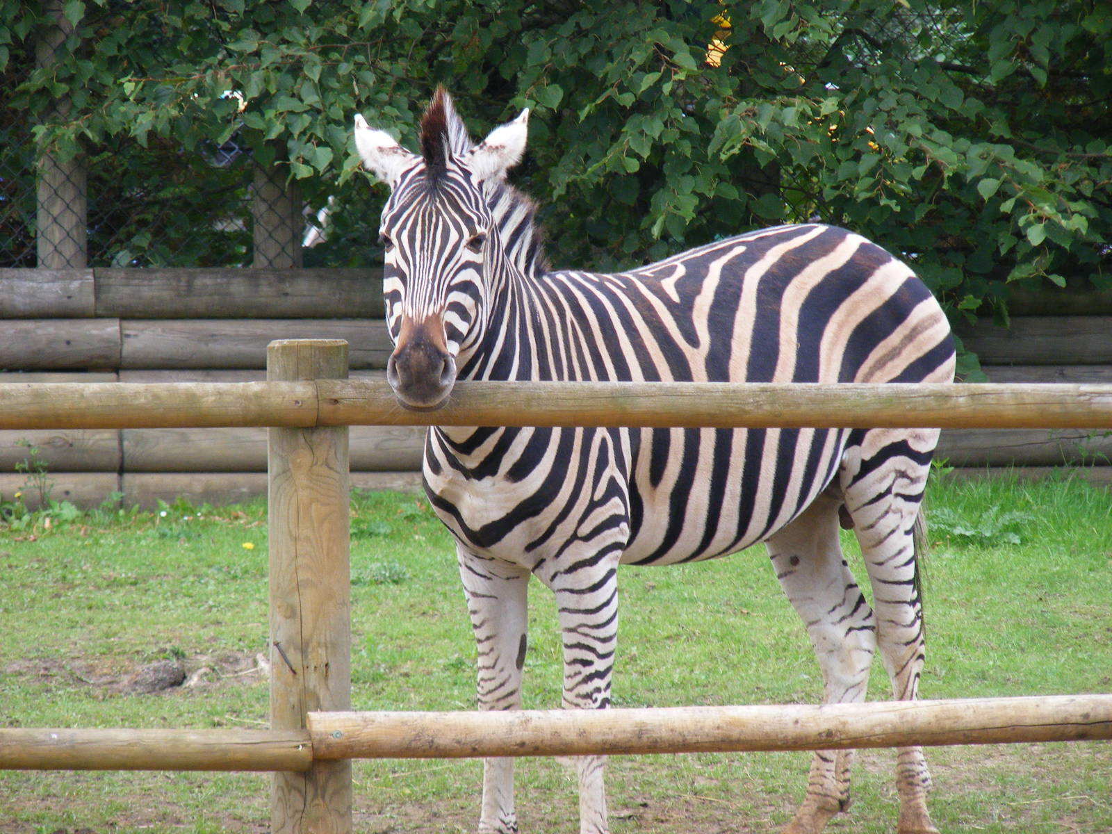 Burchell's zebra at Paradise Wildlife Park, 5 September 2010