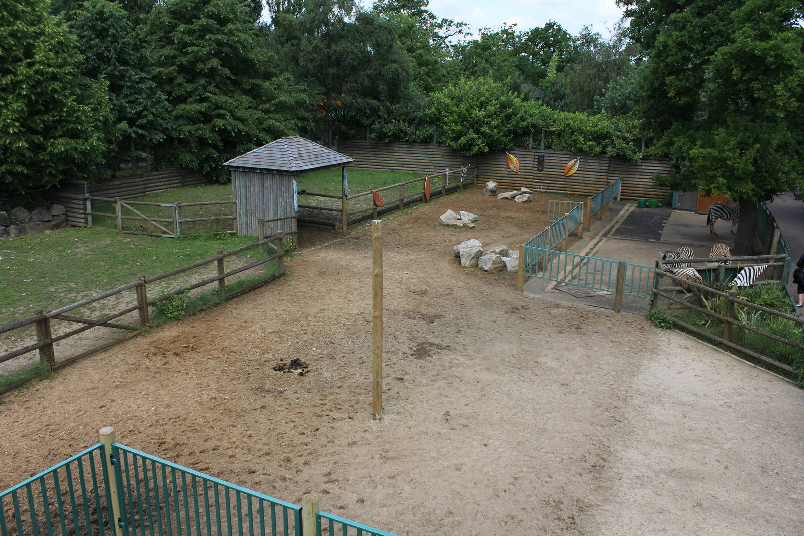 Burchells Zebra enclosure 1-6-14