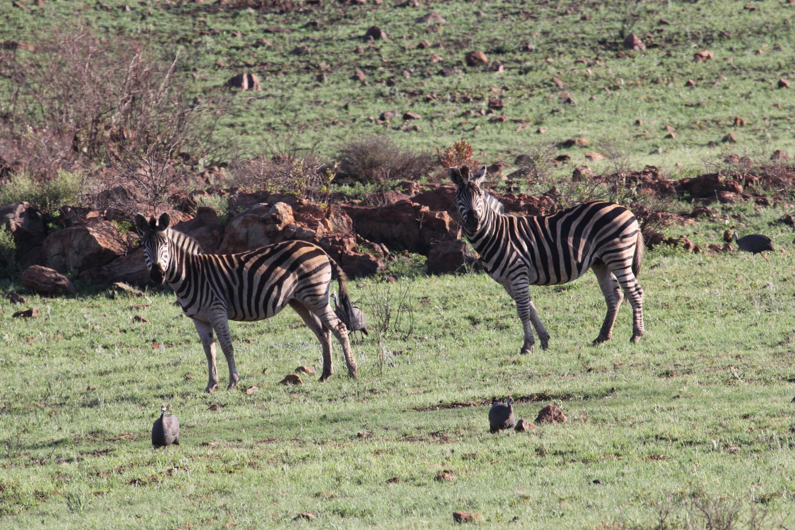Burchell's zebra (Equus quagga burchellii)