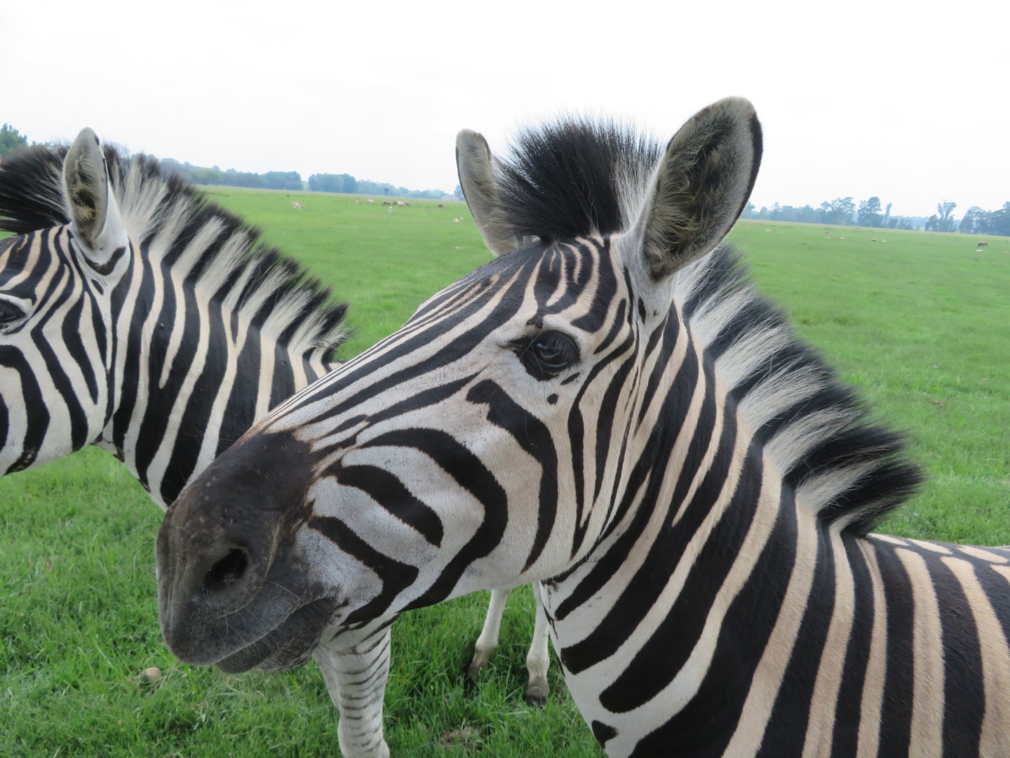 Burchell's Zebra (Equus quagga burchellii)