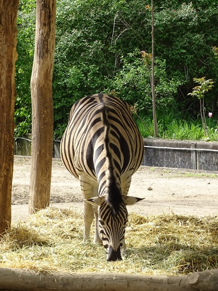 Burchell's zebra (Equus quagga burchellii)