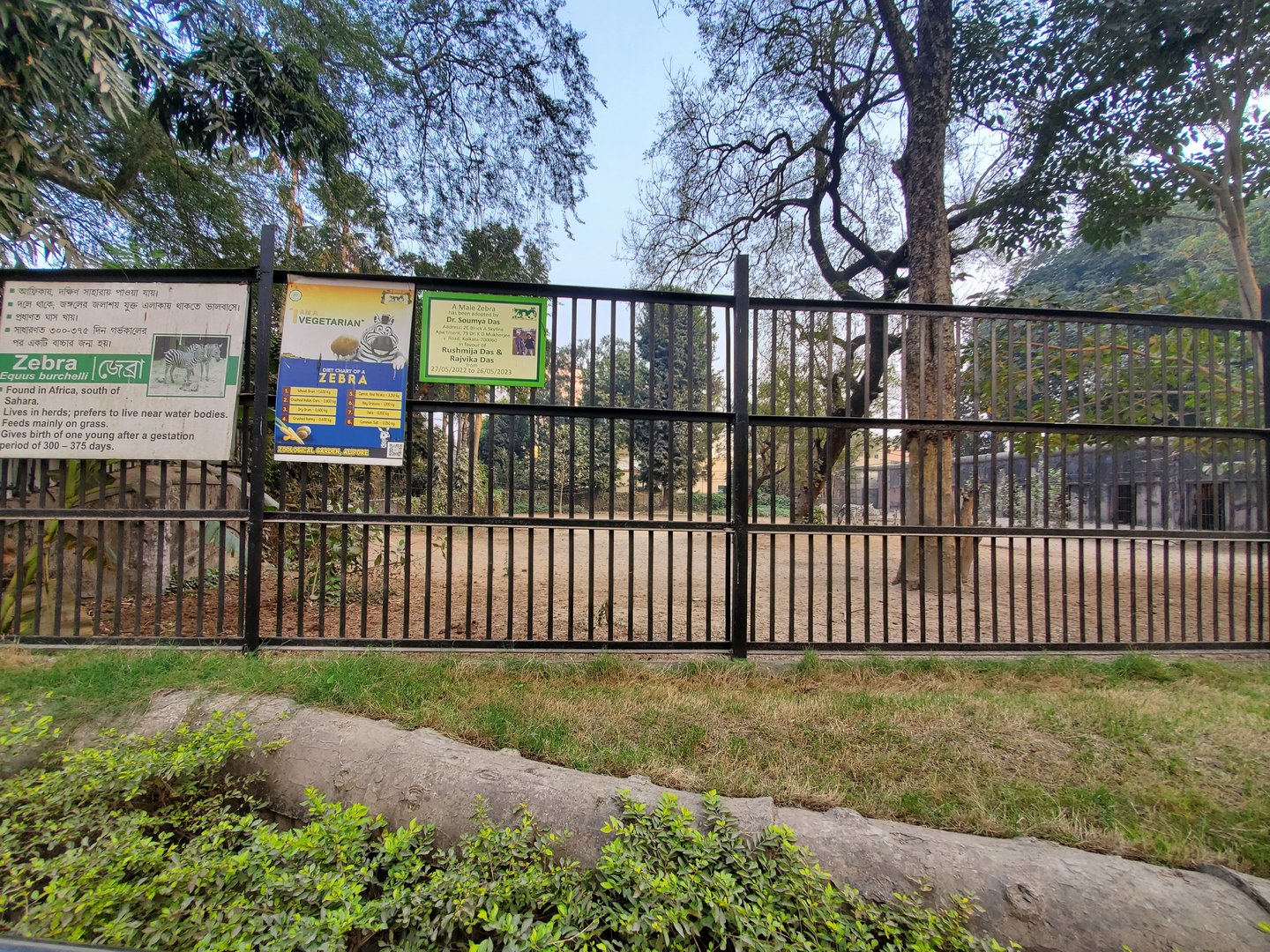 Burchell's (?) Zebra Exhibit - January 2023