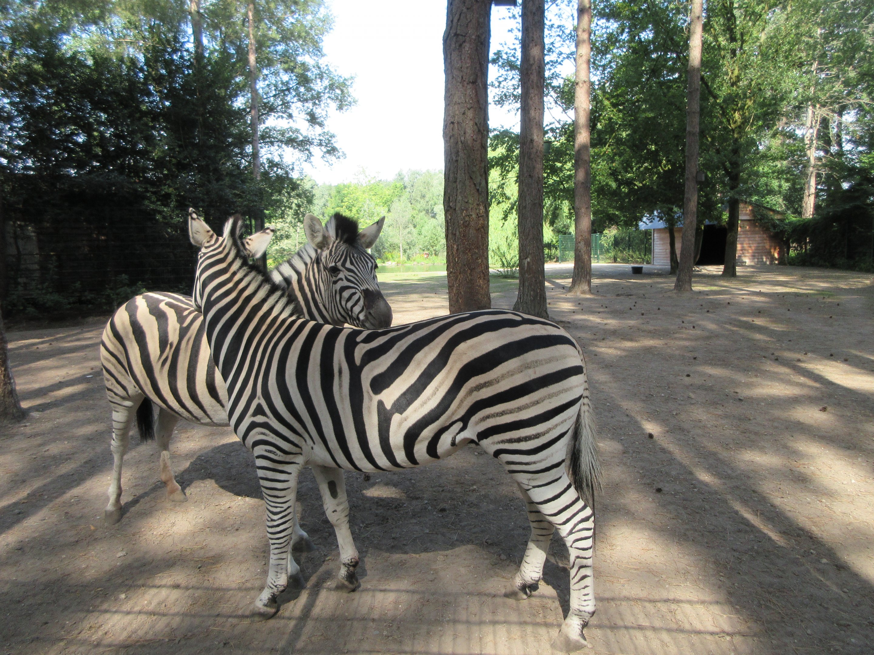 Burchell's Zebra Exhibit