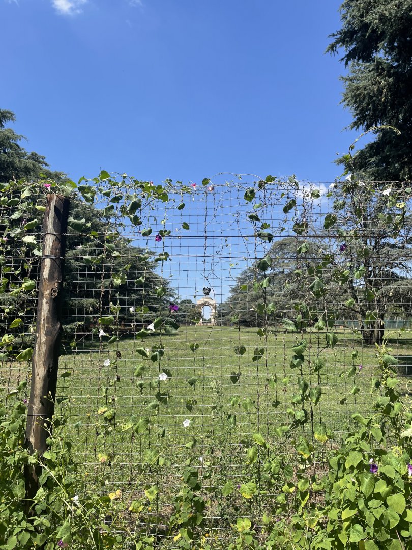 Burchell's Zebra Exhibit