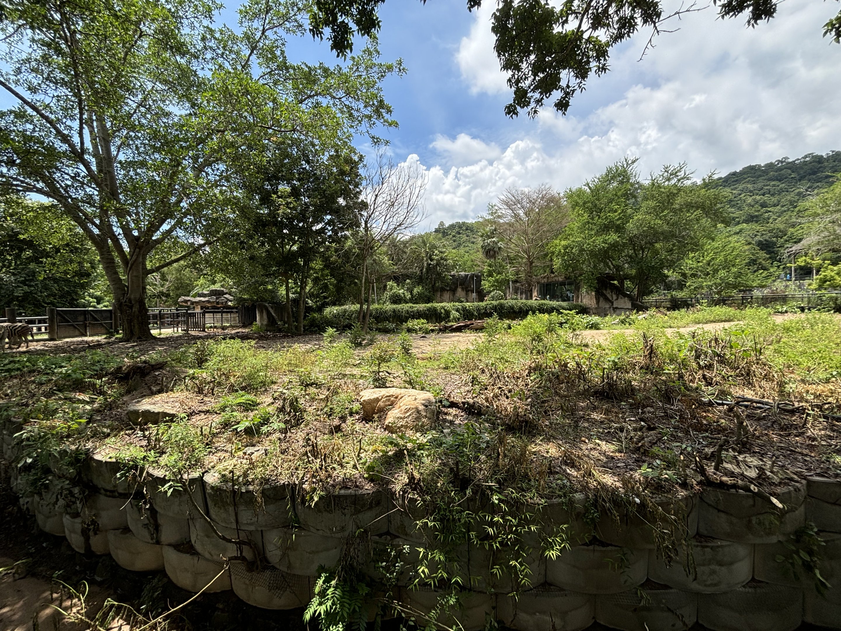 Burchell’s Zebra Exhibit