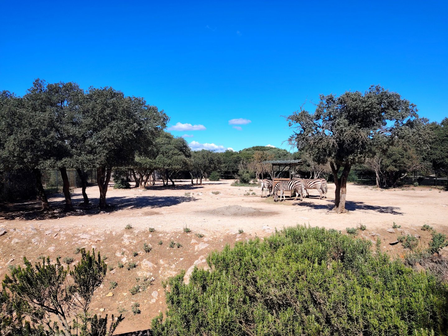 Burchell's Zebra Exhibit