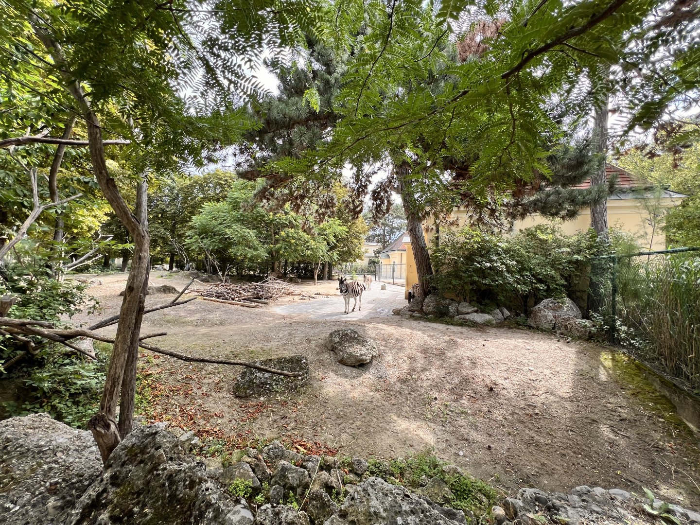 Burchell's Zebra Exhibit
