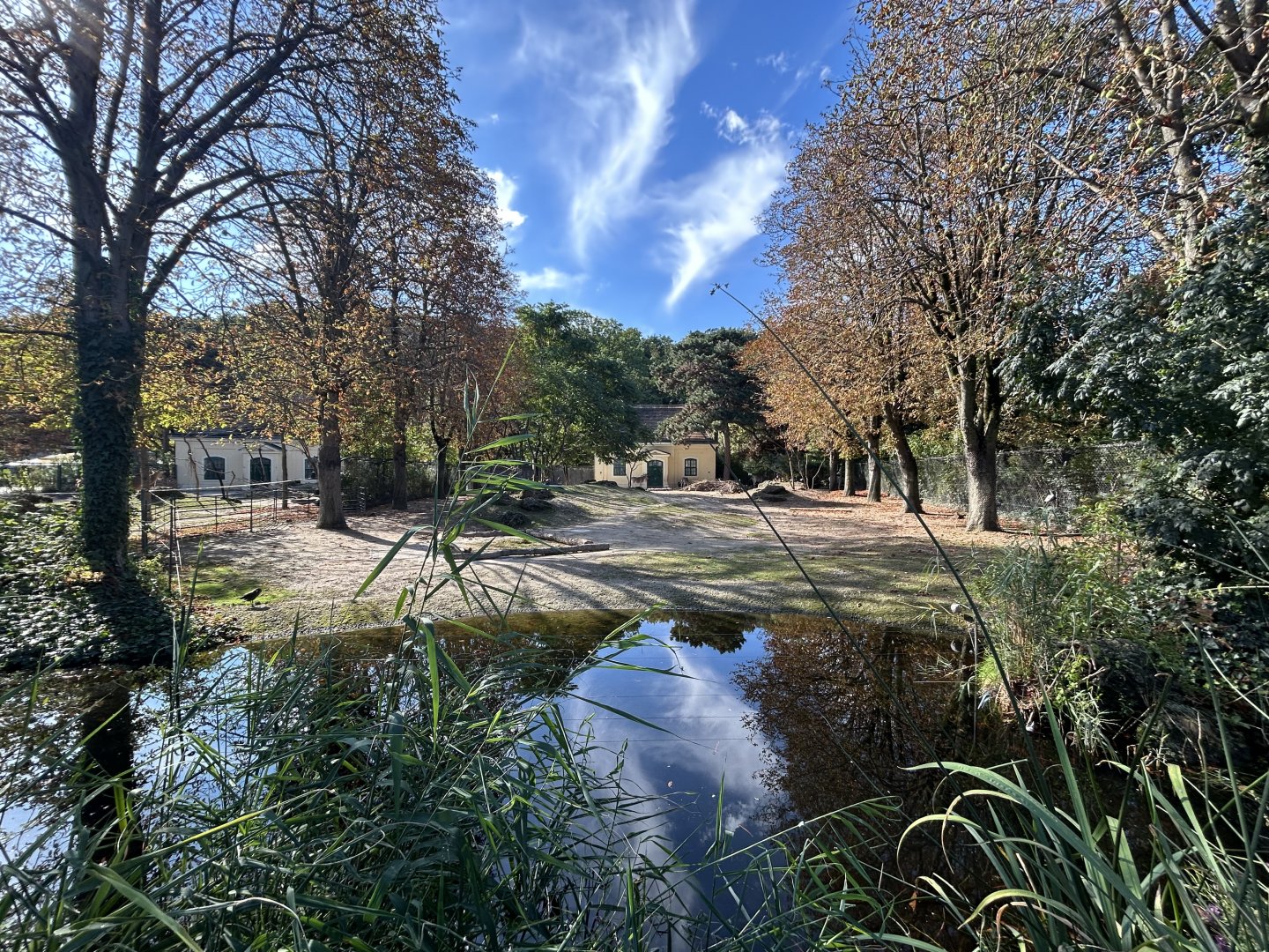 Burchell’s Zebra Exhibit